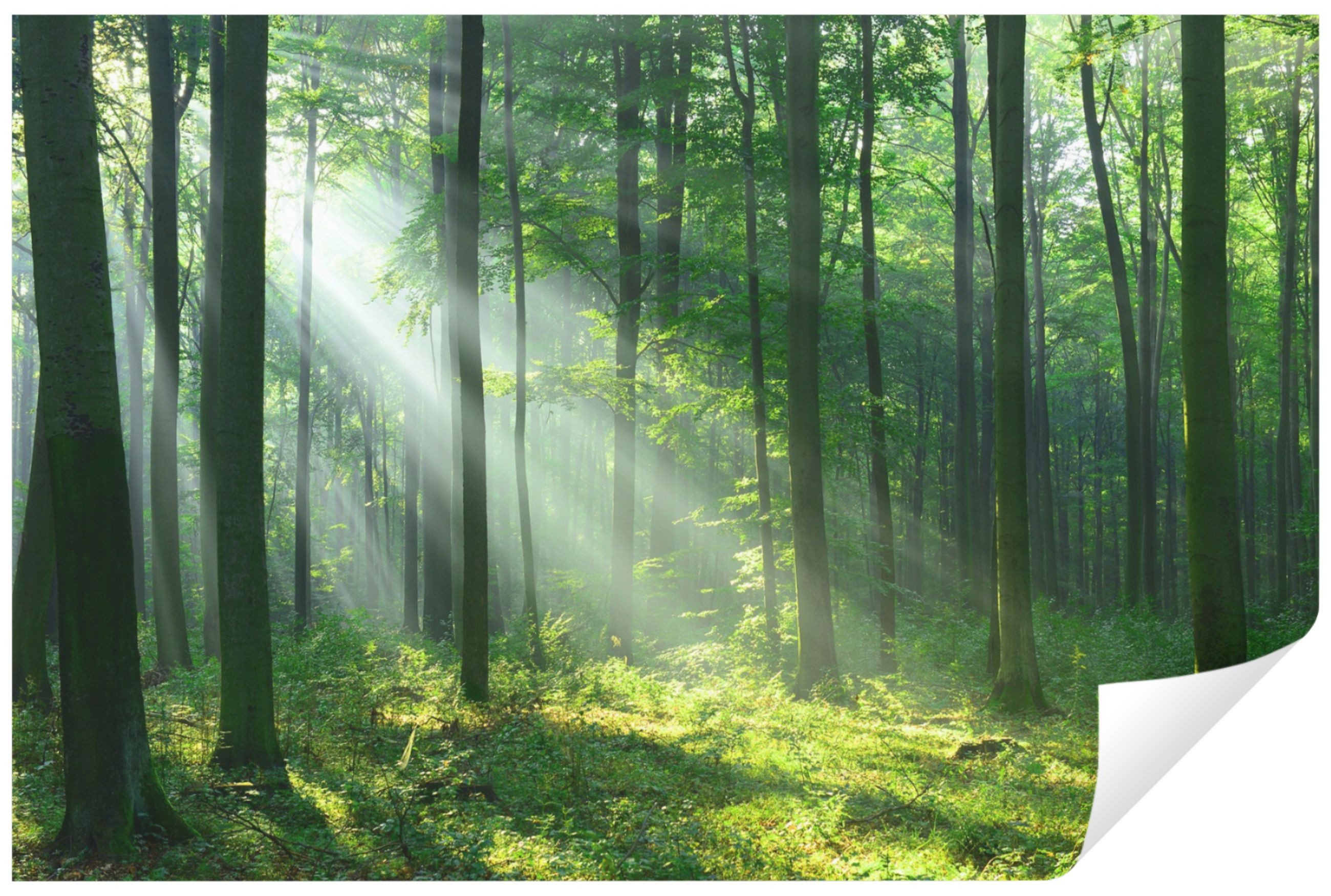 Wallarena Fototapete Wald Sonne Natur 3D günstig online kaufen