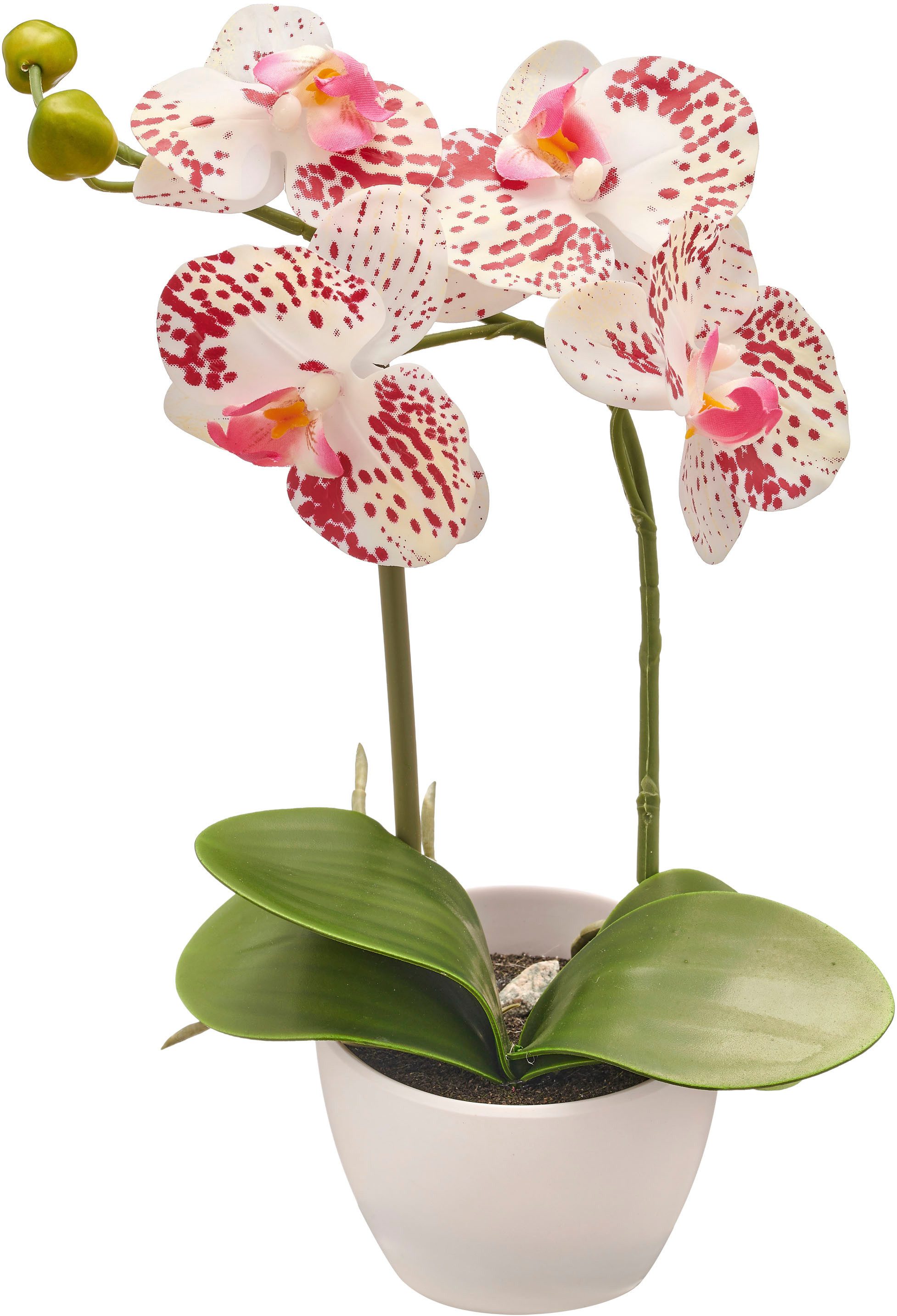 Kunstorchidee Orchidee Phalaenopsis, Creativ green, Höhe günstig online kaufen