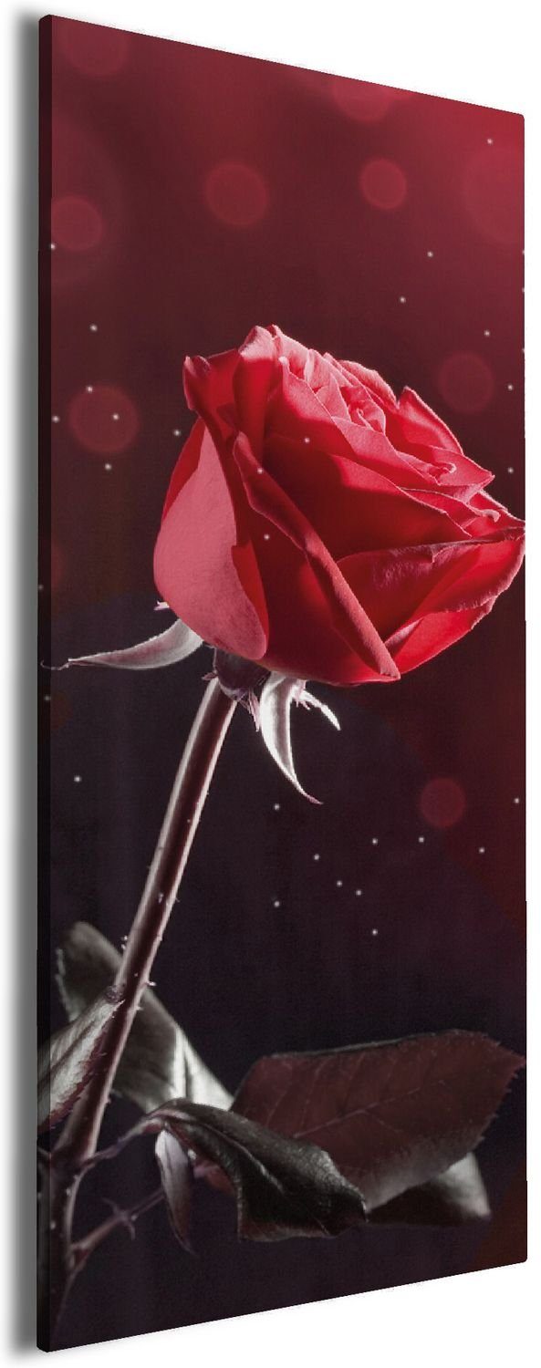 Wallario Leinwandbild, Rote Rose Single, in günstig online kaufen