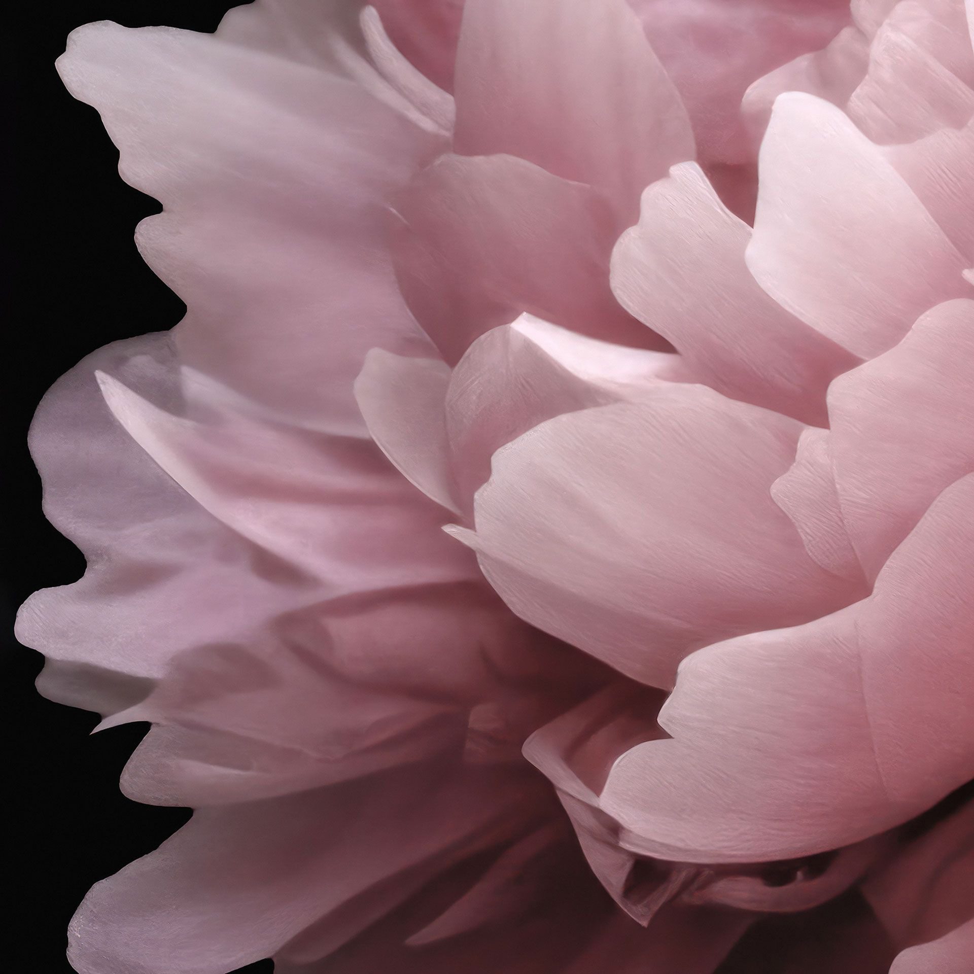 K&L Wall Art Vliestapete XXL Fototapete Natur Blumentapete große Naturtapete, floral, bedruckt, matt