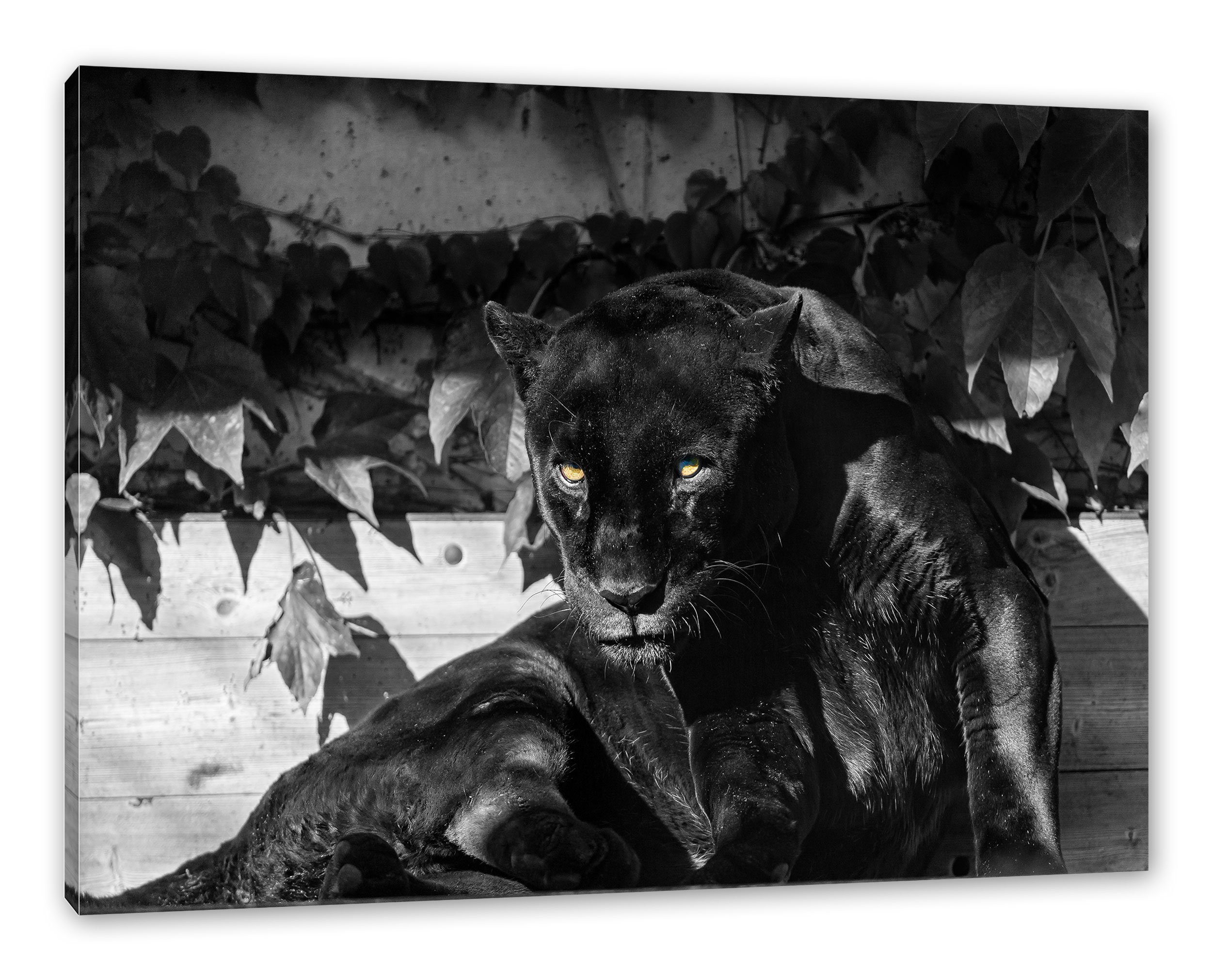 Pixxprint Leinwandbild schwarzer Panther, schwarzer Panther (1 St), Leinwandbild fertig bespannt, inkl. Zackenaufhänger