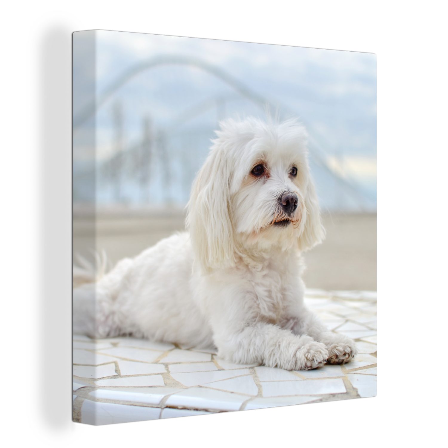 OneMillionCanvasses® Leinwandbild Ruhiger Malteser entspannt (1 St), für Schlafzimmer sich, Bilder Leinwand Wohnzimmer