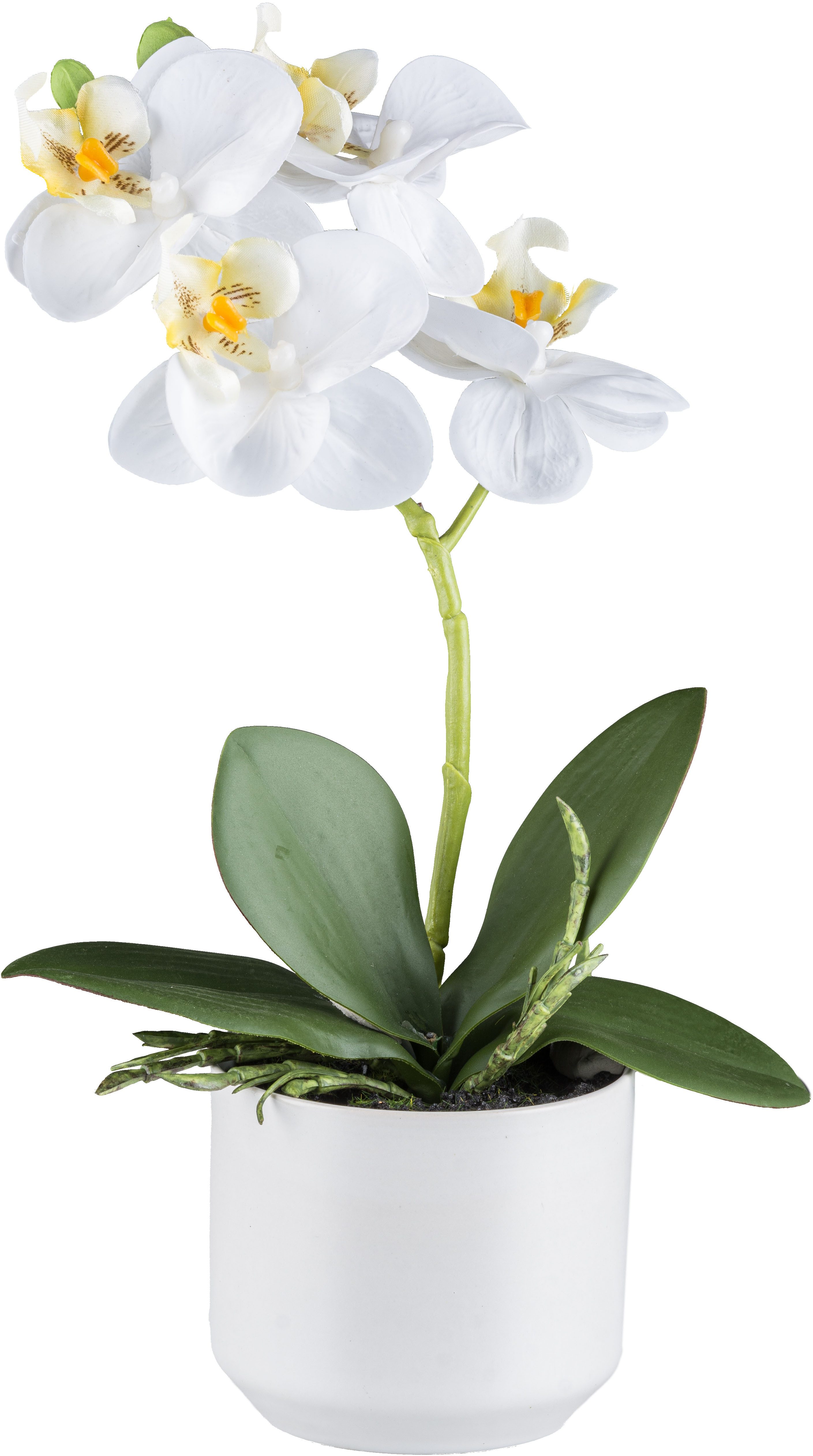 Kunstorchidee Orchidee Phalaenopsis, Creativ green, Höhe 27 cm, mit real-to günstig online kaufen