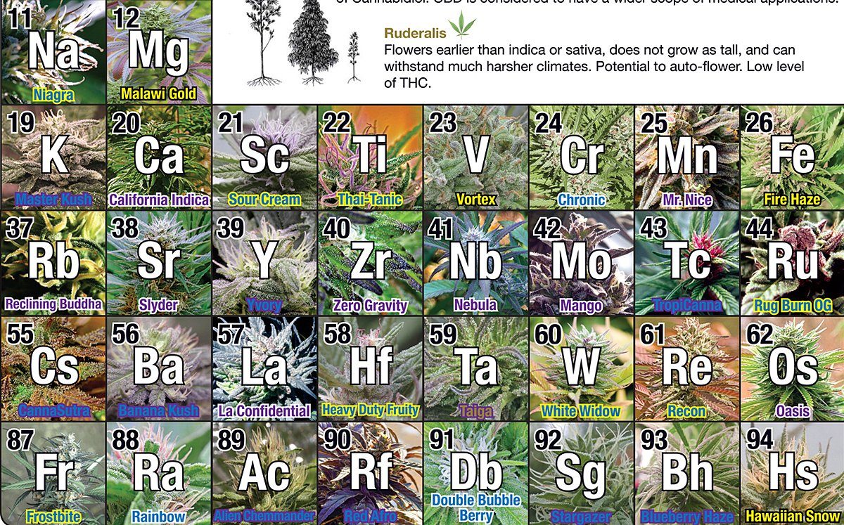 GB eye Poster Periodic Table Of Cannabis Periodensystem der Hanfsorten 91,5 günstig online kaufen