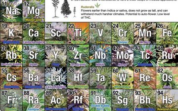 GB eye Poster Periodic Table Of Cannabis Periodensystem der Hanfsorten 91,5 x 61 cm