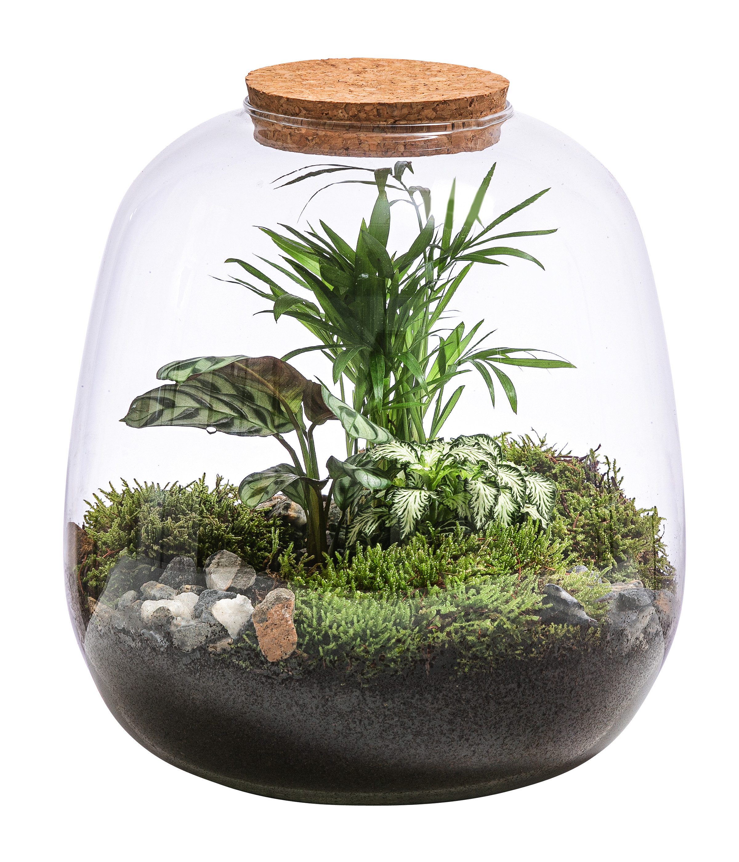 Dehner Zimmerpflanze Terrarium DIY Flaschengarten Mini-Urwald, 8-teilig, 1x Mosaikpflanze, 1x Marante, 1x Bergpalme, inkl. Deko
