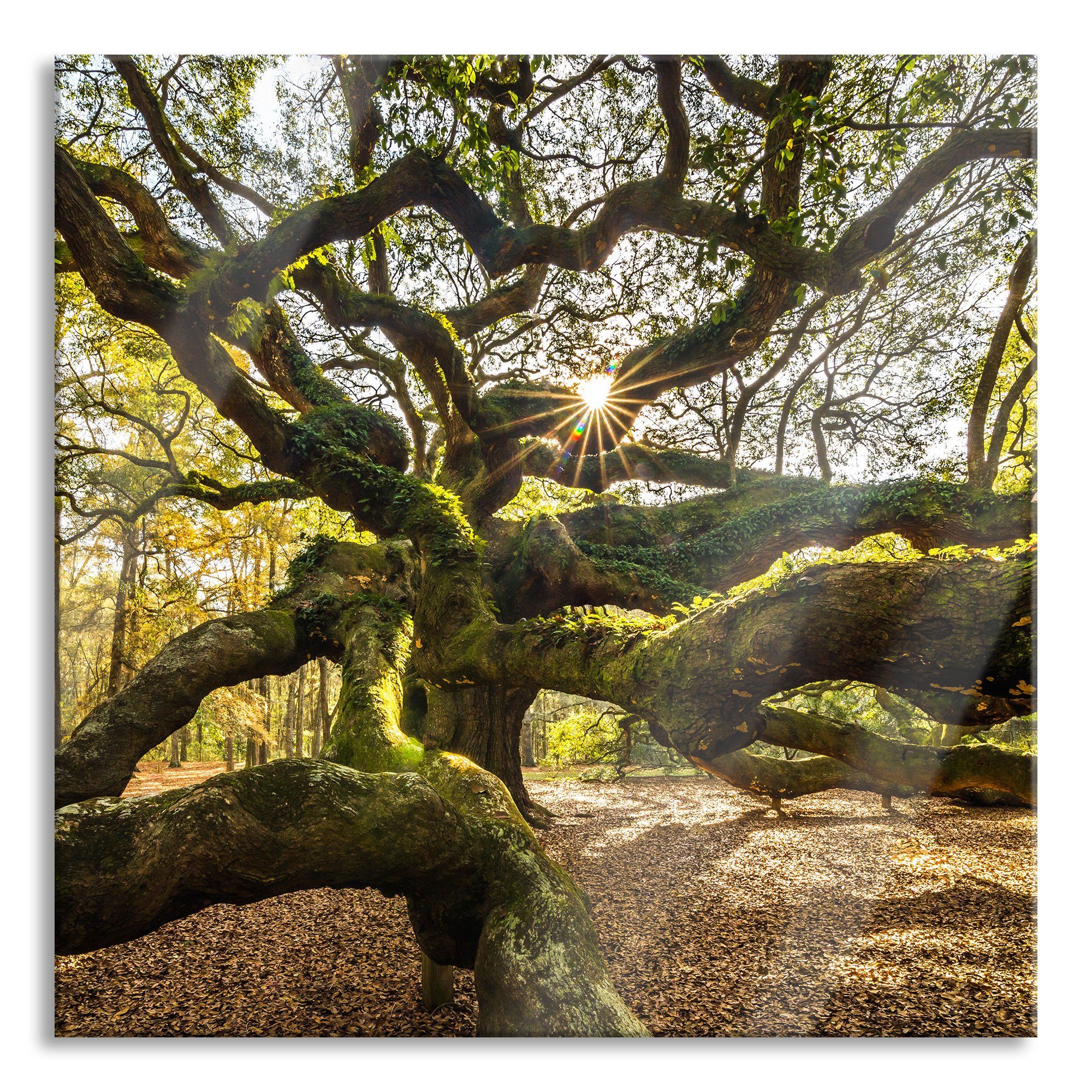 Baum, inkl. verzweigter Aufhängungen Echtglas, verzweigter gigantisch Pixxprint Glasbild Glasbild aus St), Abstandshalter Baum gigantisch (1 und