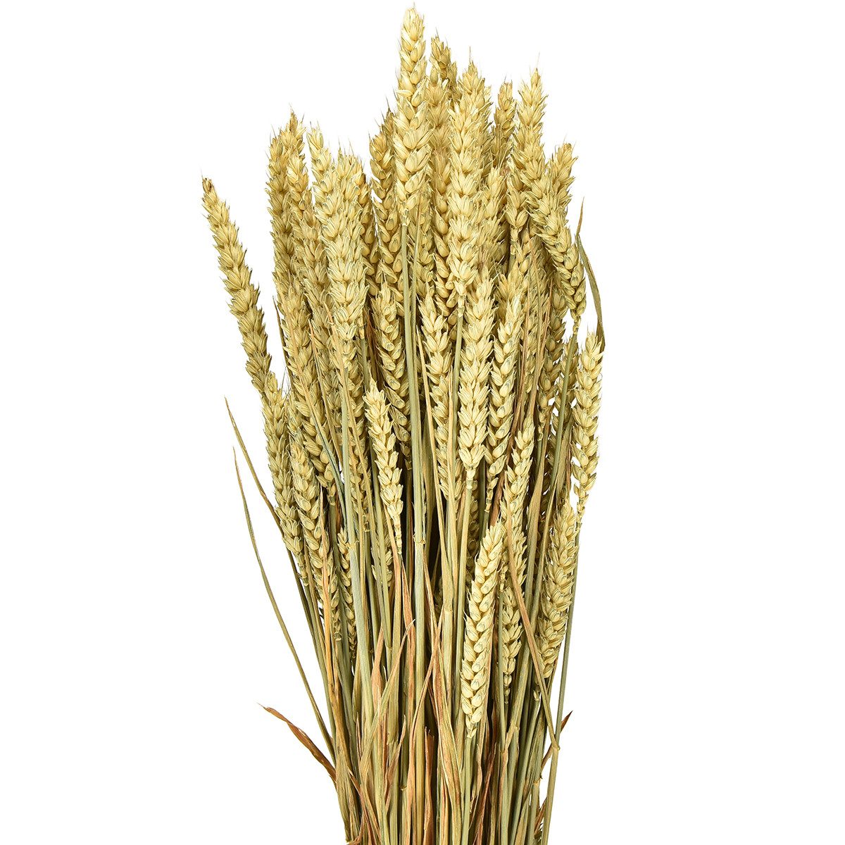 Trockenblume Natürlicher Weizenbund Dekoidee für Herbst und Erntedank, Viana, Höhe 70 cm