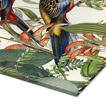 Posterlounge Acrylglasbild Andrea Haase, Tropische Vögel I, Illustration
