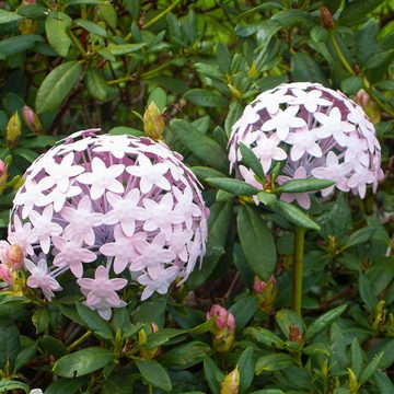 Paulslandhaus Gartenstecker Pflanzstecker Allium Rosa Metall Beet u. Gartenstecker