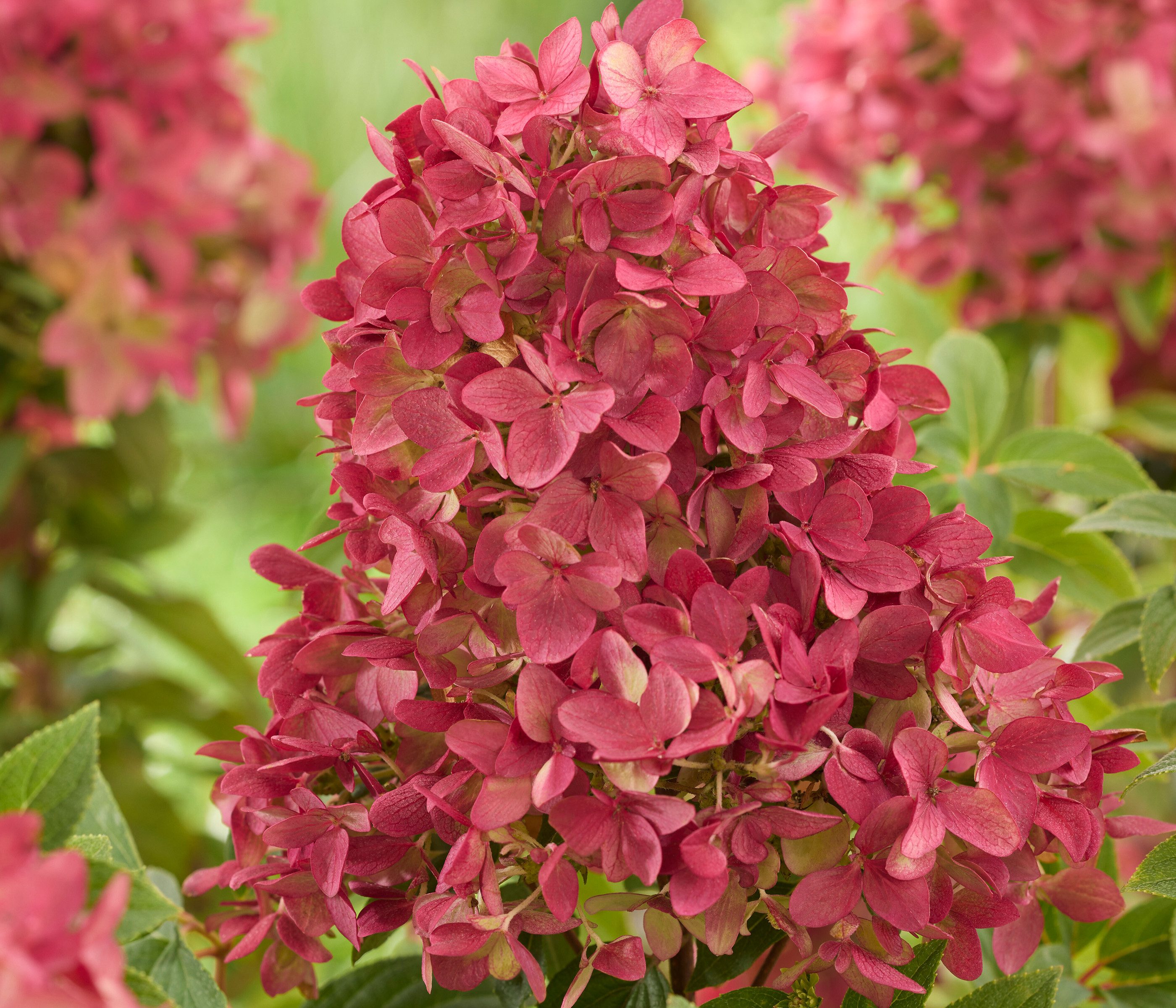 Dehner Gehölze Bodendecker-Rispenhortensie Groundbreaker® Ruby™, Blüten weiß-rosa-rot, niedriger, bodendeckender Wuchs, üppiger Blütenflor – Bild 5 von 5