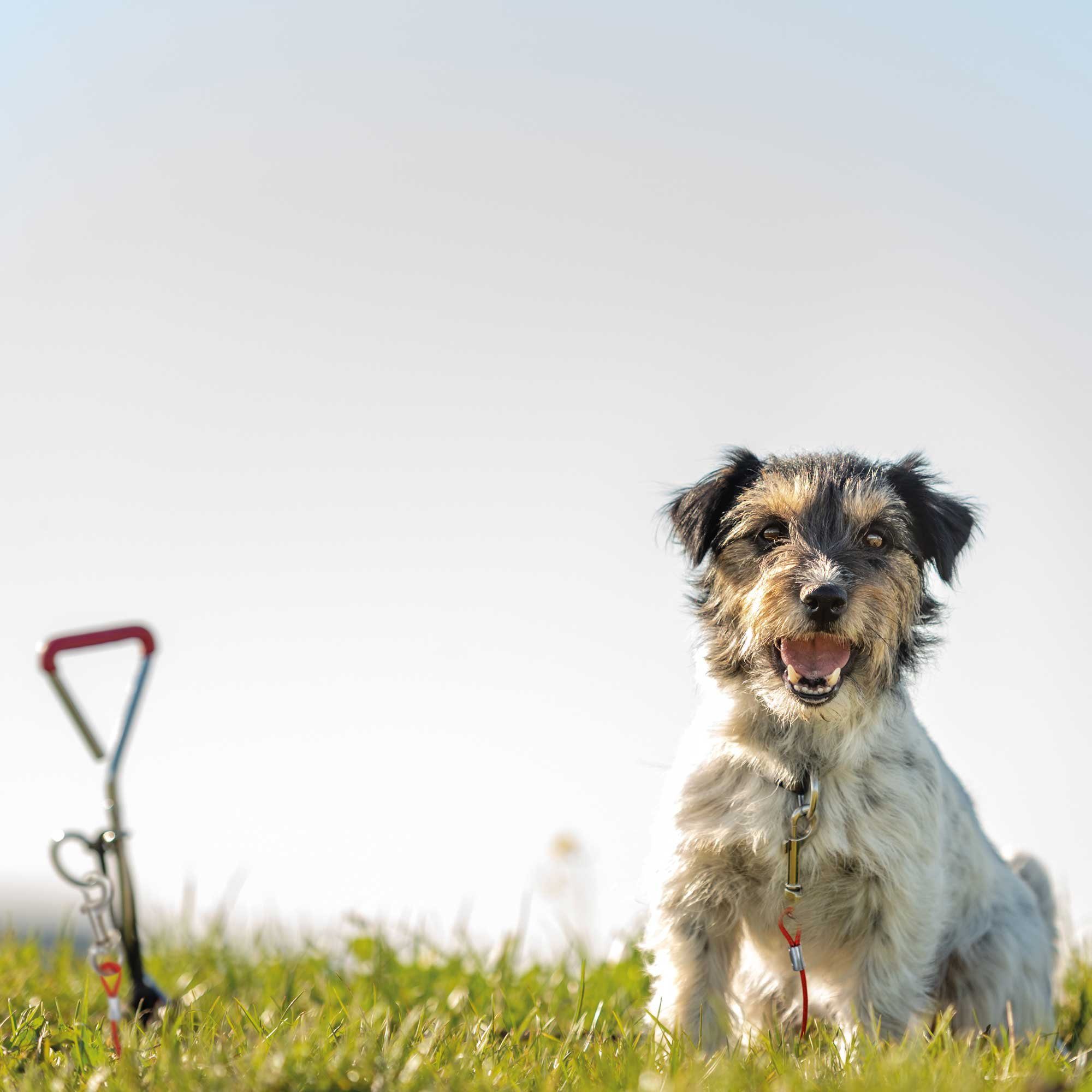 TRIXIE Hofleine Bully - Auslaufleine, venylbeschichteten, beiß- und reißfesten Spe­zial­draht, (1-tlg), Beissfest