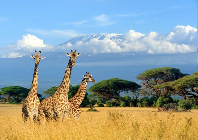 Papermoon Fototapete »Giraffes at Kilimanjaro«, glatt-Otto