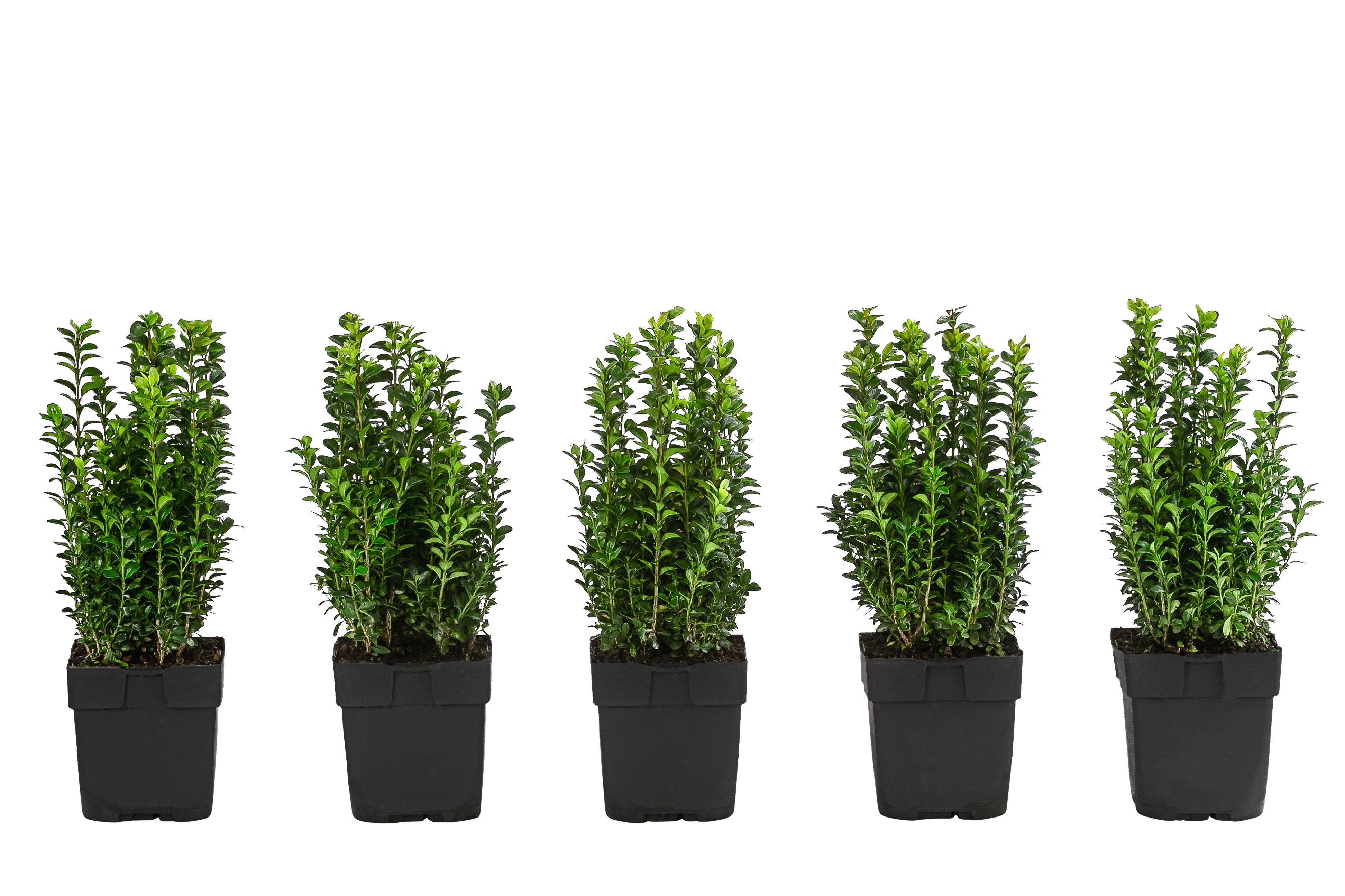 Dehner Hecken Gewöhnlicher Buchs, 5 Растения, ca. 1 m, 30 cm, immergrüner Sichtschutz, glänzendes Blattwerk