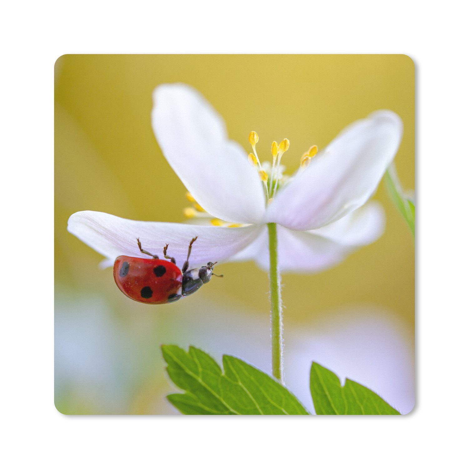 MuchoWow Gaming Mauspad Blume - Insekt - Frühling (1-St), Gaming, Rutschfester Unterseite, Mausunterlage, 80x80 cm, XXL, Großes