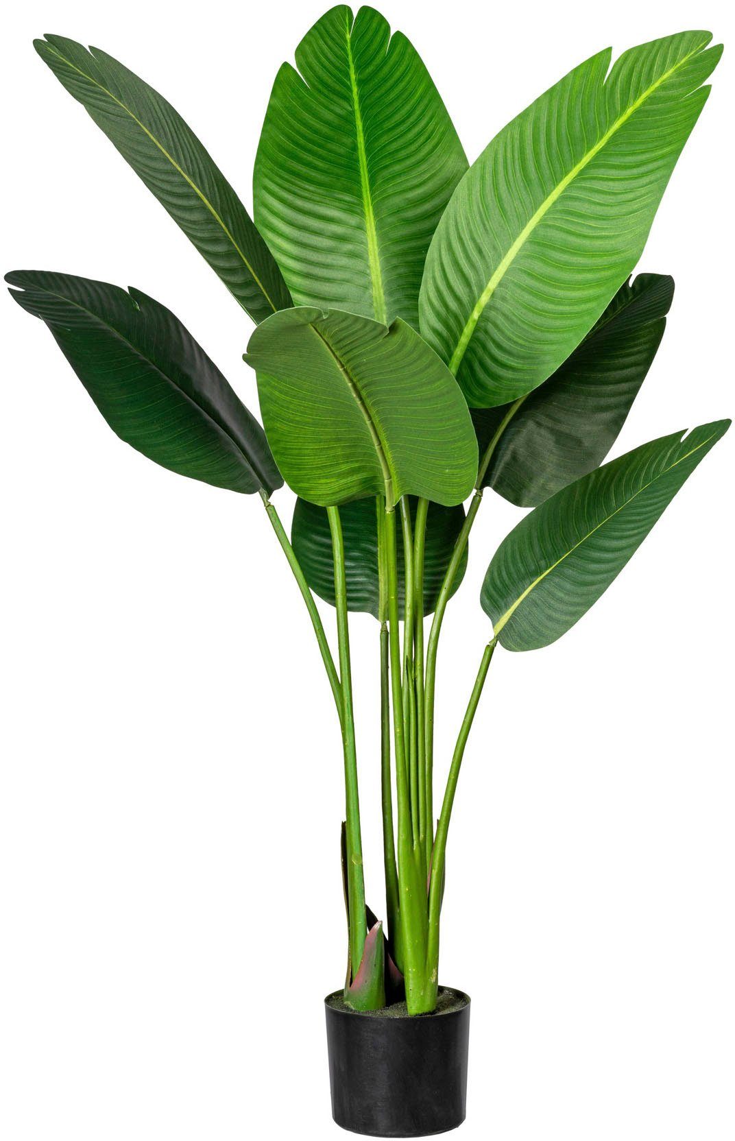 Zimmerpflanze cm 120 Höhe Künstliche Strelitzia, Strelitzia green, Creativ