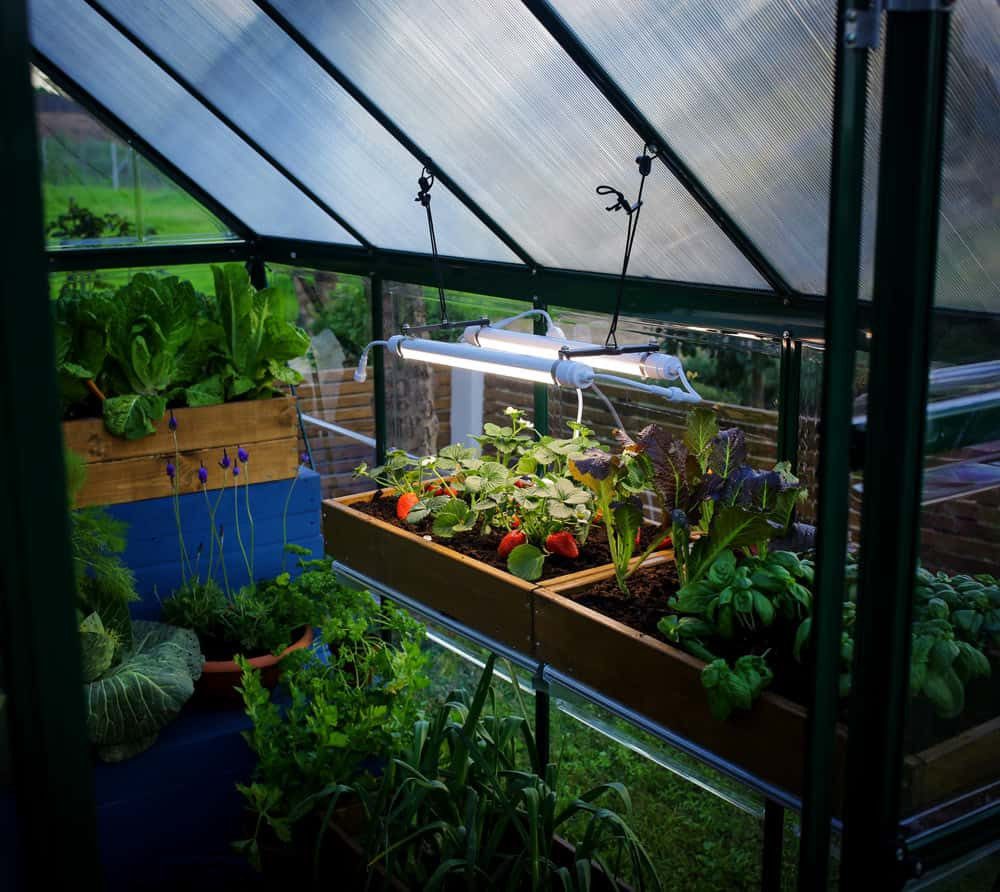 Palram - Canopia Gewächshaus Brighton  ...