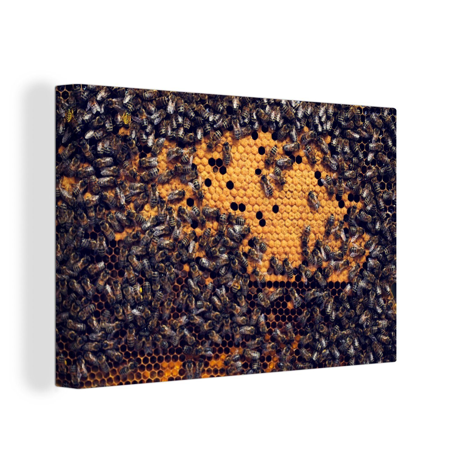 OneMillionCanvasses® Leinwandbild Bienen auf einer Honigwabe, (1 St), Wandbild Leinwandbilder, Aufhängefertig, Wanddeko, 30x20 cm