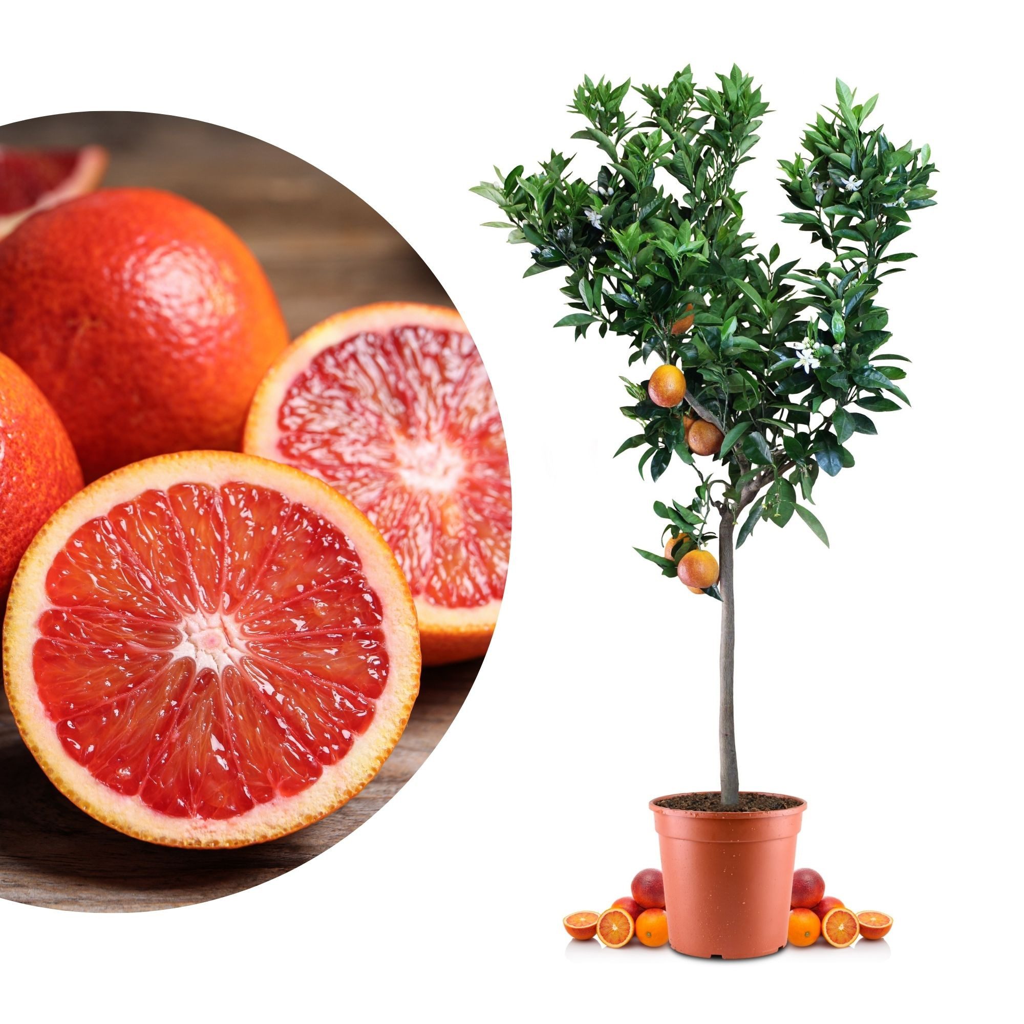Meine Orangerie Obstpflanze Blutorangenbaum Citrus Sinensis 'Sanguinello', echte Blutorange, professionell veredelter und fruchtreifer Zitrusbaum