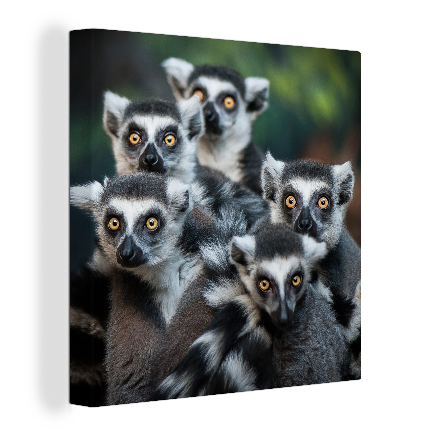 OneMillionCanvasses® Leinwandbild Affen - Tiere - Ringelschwanzlemuren, (1 St), Leinwand Bilder für Wohnzimmer Schlafzimmer