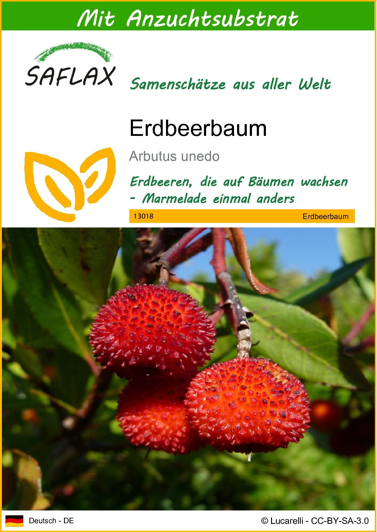 Blumensamen SAFLAX - Samen und Substrat - Erdbeerbaum