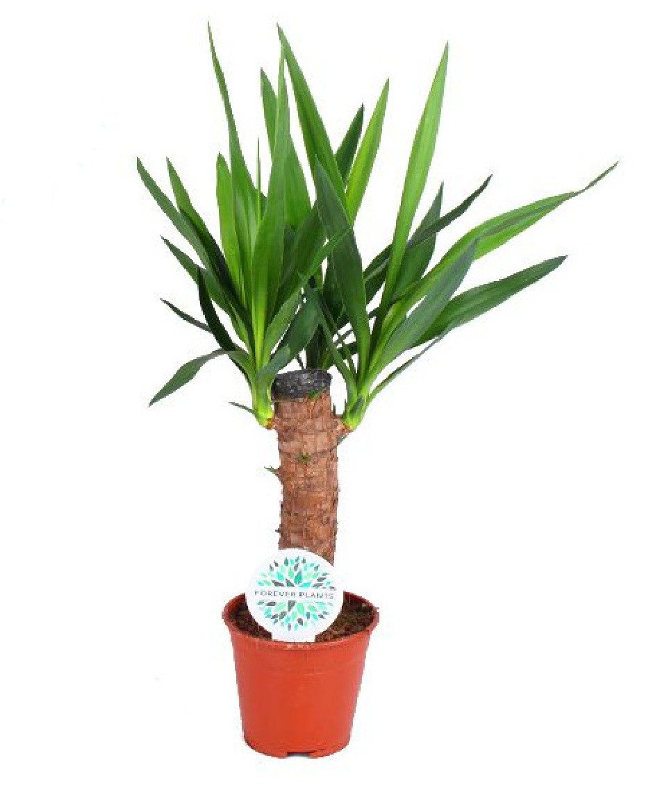 meinvipshop Zimmerpflanze Yucca Palme 60cm XXL Zimmerpfanze