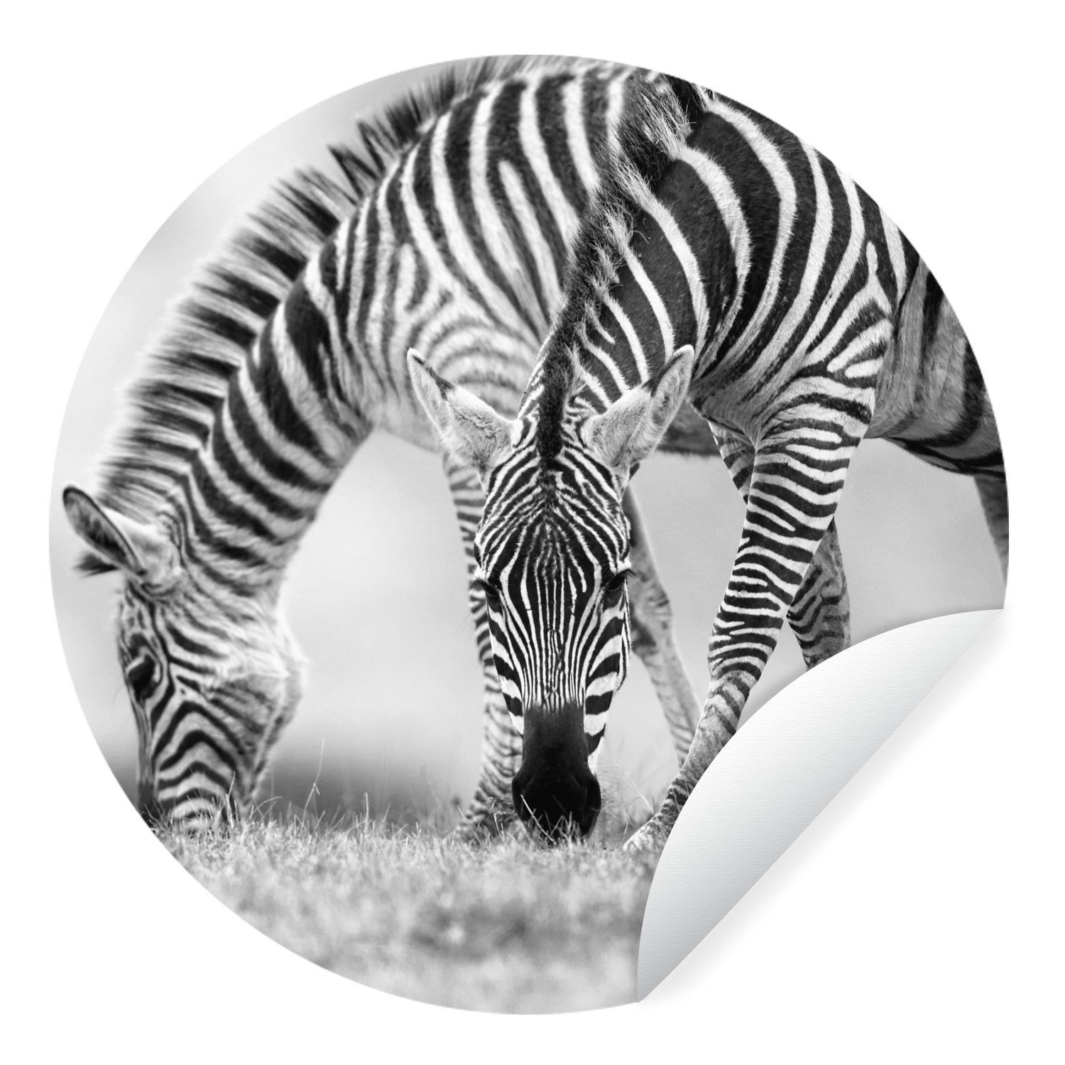 MuchoWow Wandsticker Weidende Zebras (1 St), Tapetenkreis für Kinderzimmer, Tapetenaufkleber, Rund, Wohnzimmer