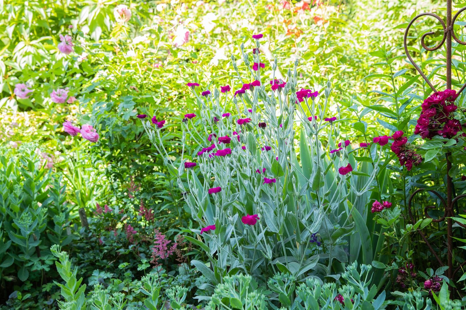 Pflanzen für Dich Staude Lychnis coronaria, 1 St., Kronen-Lichtnelke, Samtnelke, Filznelke – Bild 4 von 5