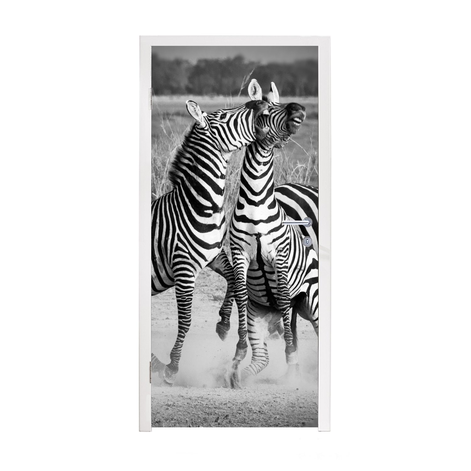 cm Fototapete für Tür, MuchoWow Türtapete Zebras, St), (1 Türaufkleber, bedruckt, Matt, Kämpfende 75x205