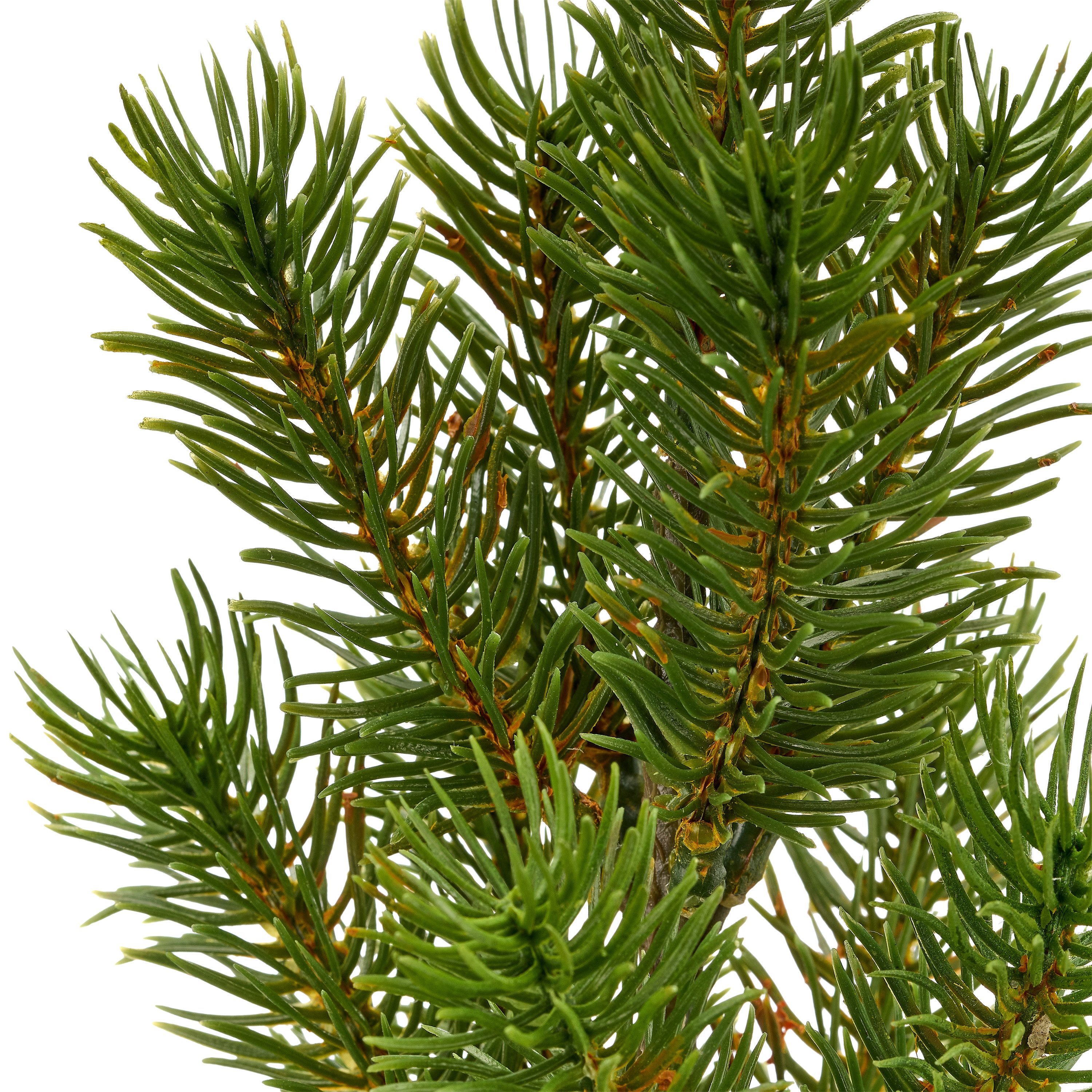Winterliche Kunstpflanze Set aus Weihnachtsstern und Tannenbäumchen, im Übertopf, OTTO home, Höhe 43 cm, in naturgetreuer Ausführung – Bild 5 von 5