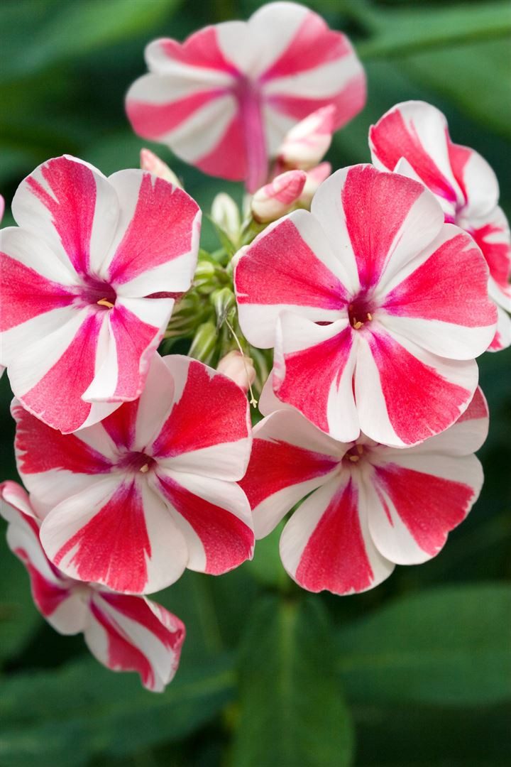 Pflanzen für Dich Staude Phlox pan. Peppermint Twist, 1 St., Hoher Stauden-Phlox, Flammenblume