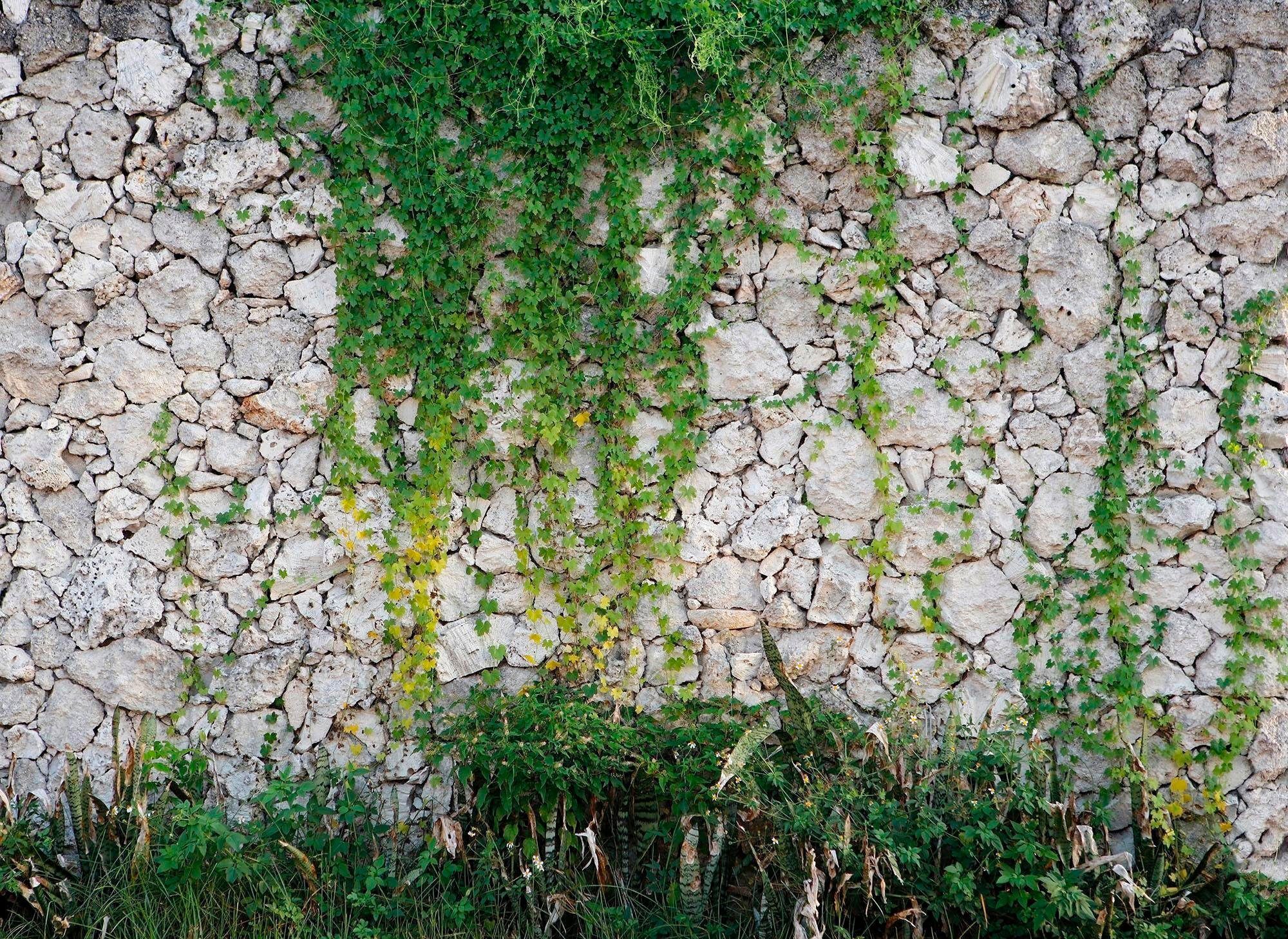 living walls Fototapete Natursteinmauer Vlies, glatt, (1 St), Steinwand mit Pflanzen Fototapete Steine 3,50 m x 2,55 m Tapete