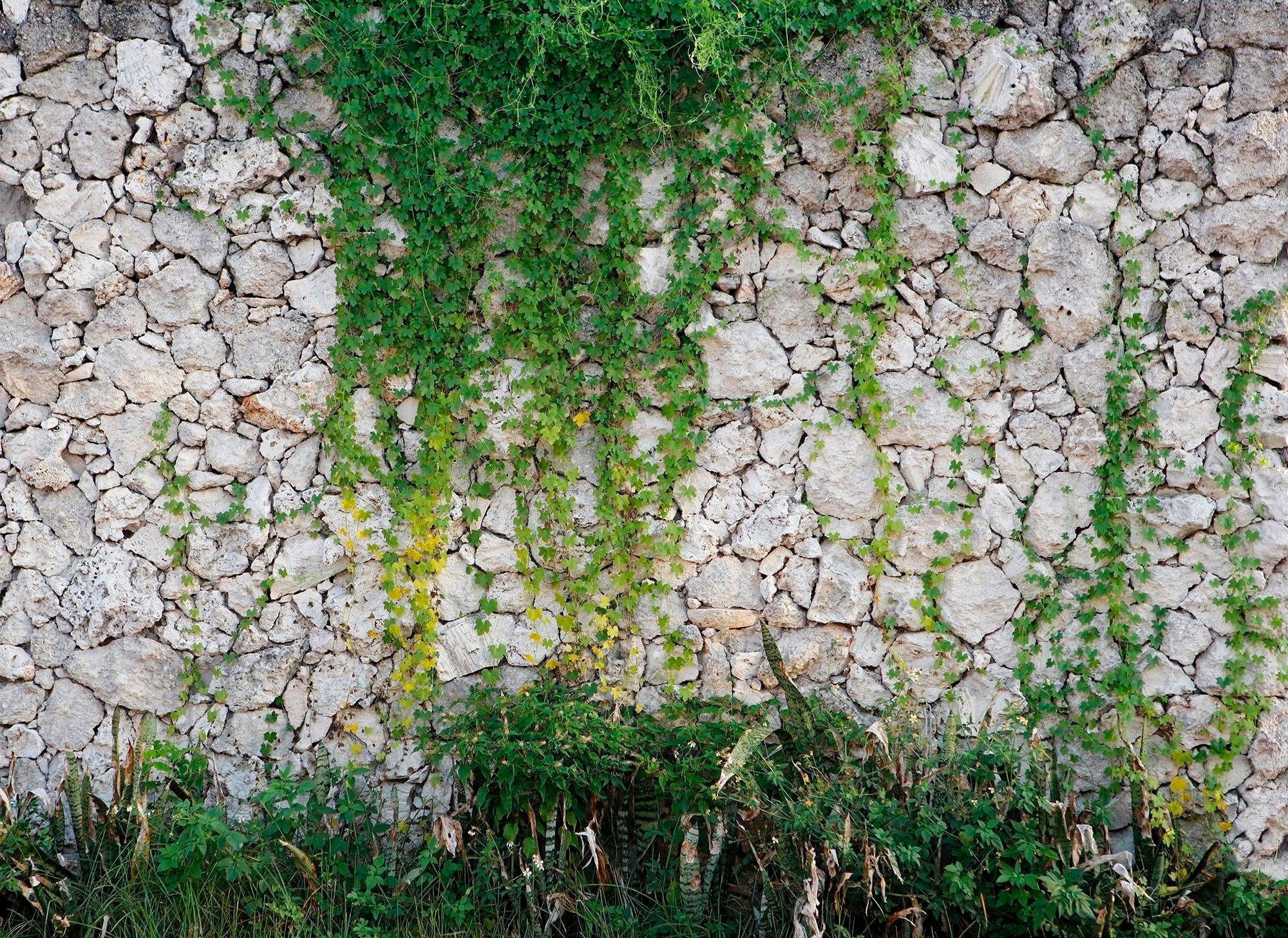 living walls Fototapete Natursteinmauer Vlies, glatt, (1 St), Steinwand mit  Pflanzen Fototapete Steine 3,50 m x 2,55 m Tapete