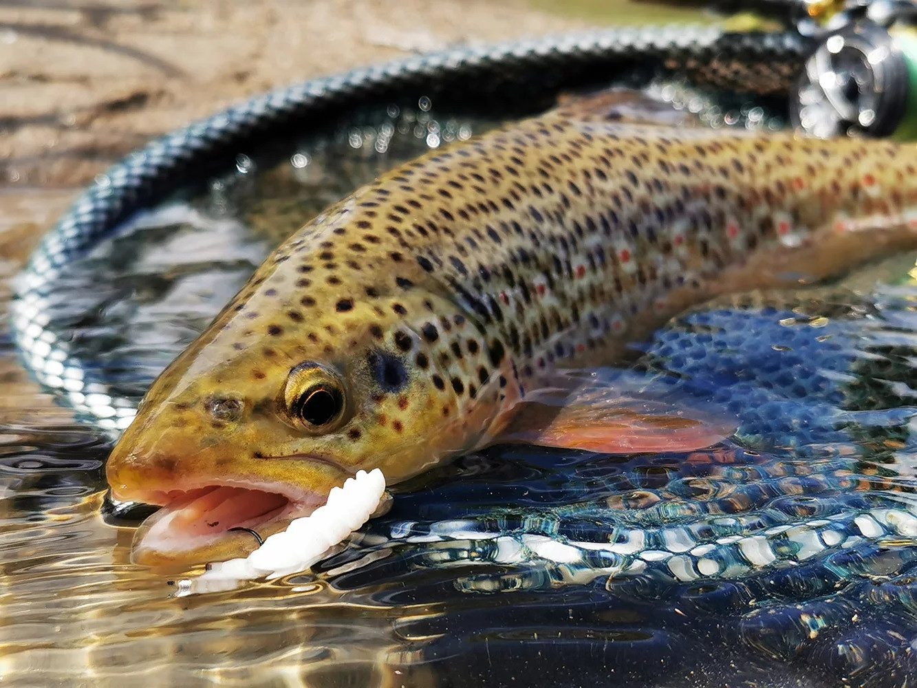Libra Lures Kunstköder LIBRA LURES LARVA 35mm - Käse - Forelle Larve Angeln Gummi 12 St., (Spar-Set), Tolle Farbe und sehr Detailgetreu