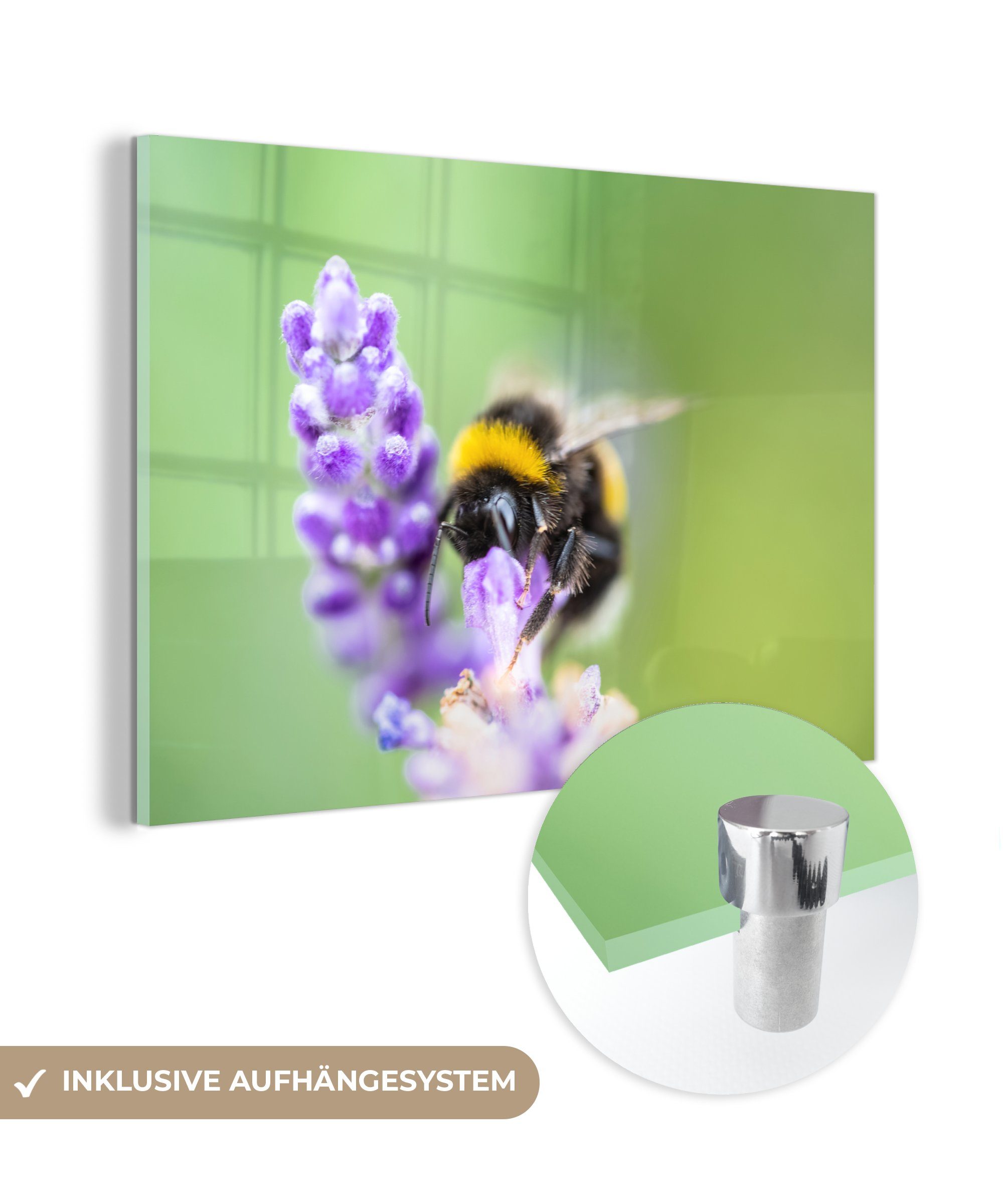 MuchoWow Acrylglasbild Hummel auf Lavendel, (1 St), Acrylglasbilder Wohnzimmer & Schlafzimmer