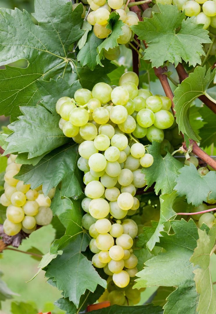 Pflanzen für Dich Obstpflanze Vitis vinifera gelb, 1 St., Weinrebe, Tafeltraube, Gelbe Weintraube, gelbe Trauben, kletterpflanze