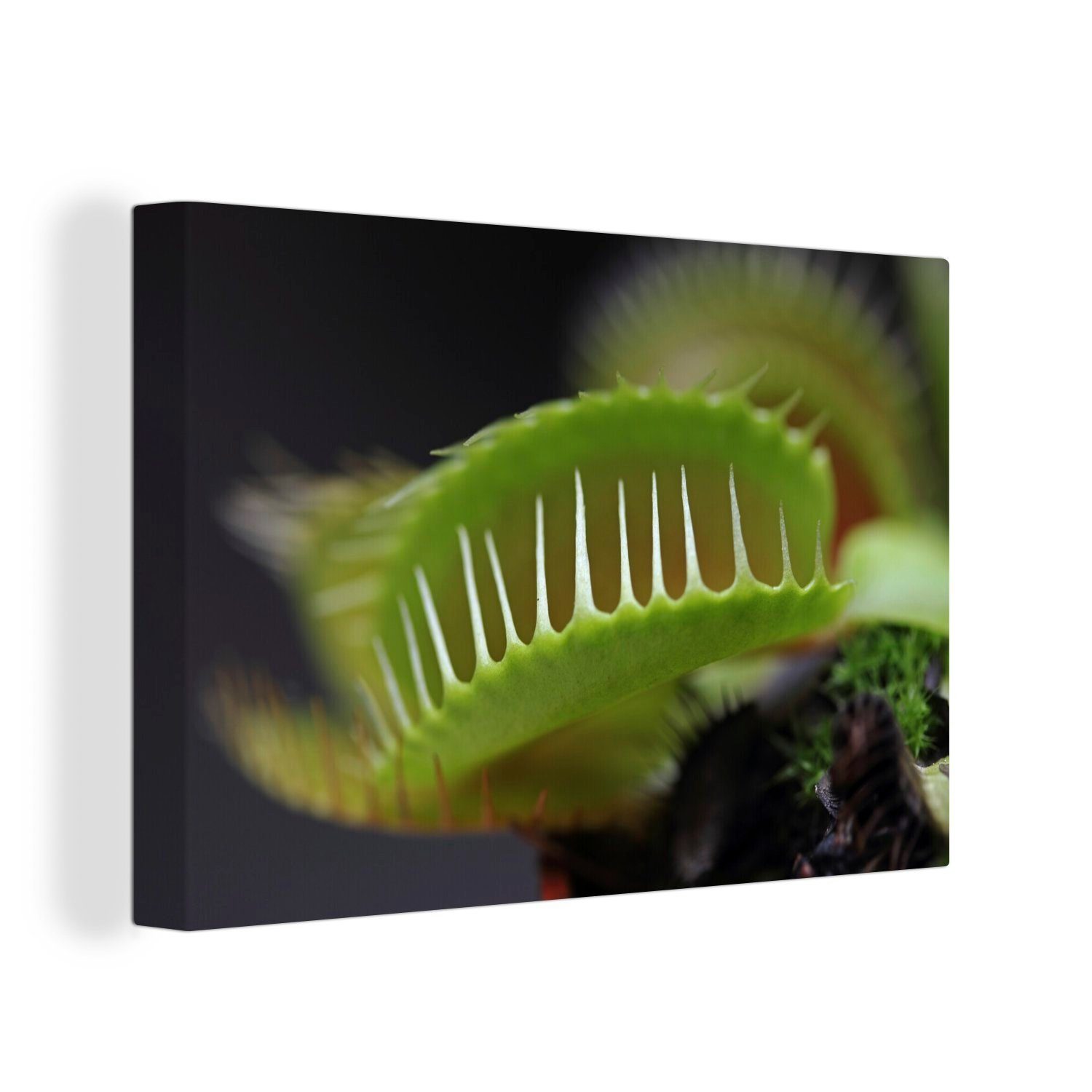 OneMillionCanvasses® Leinwandbild Eine bissige Venusfliegenfalle, (1 St), Wandbild Leinwandbilder, Aufhängefertig, Wanddeko, 30x20 cm
