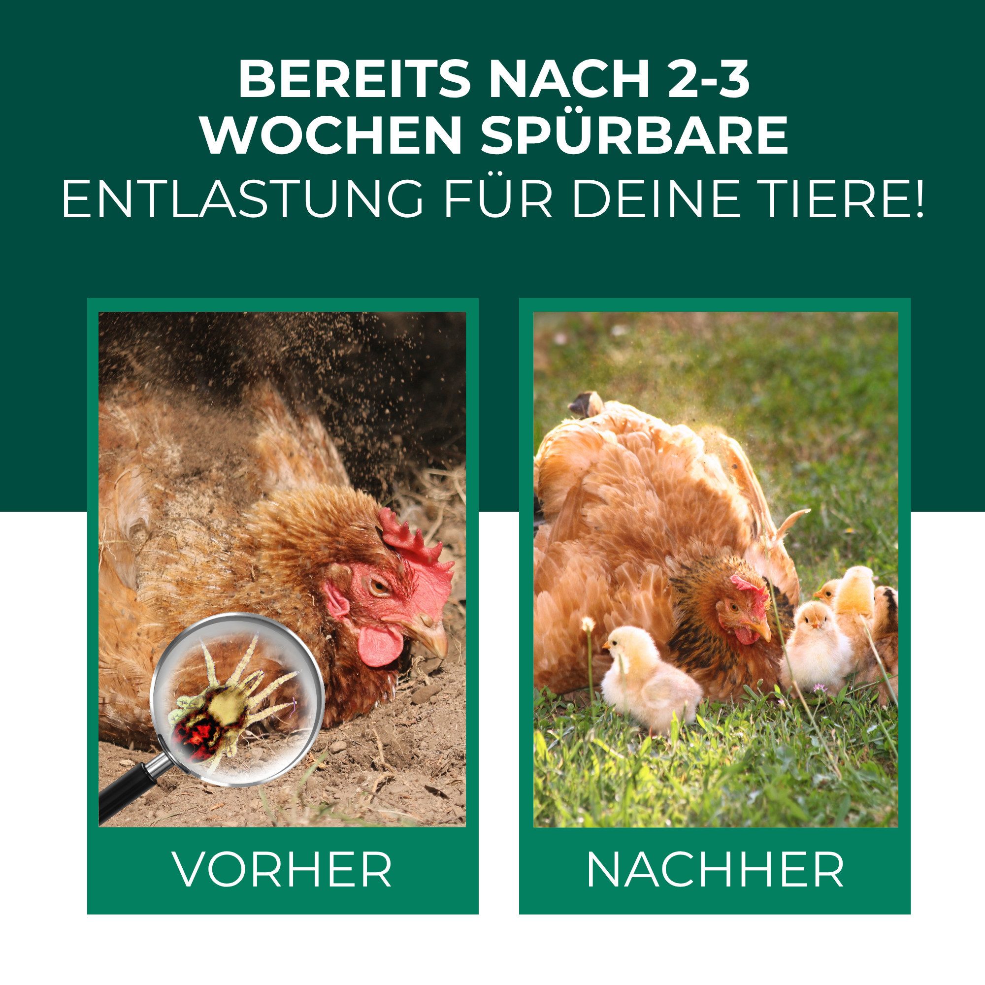 Silberkraft Insektenvernichter Raubmilben gegen Rote Vogelmilben, Parasitenabwehr, Hühnerstall, Taubenschlag & Voliere – Bild 3 von 5