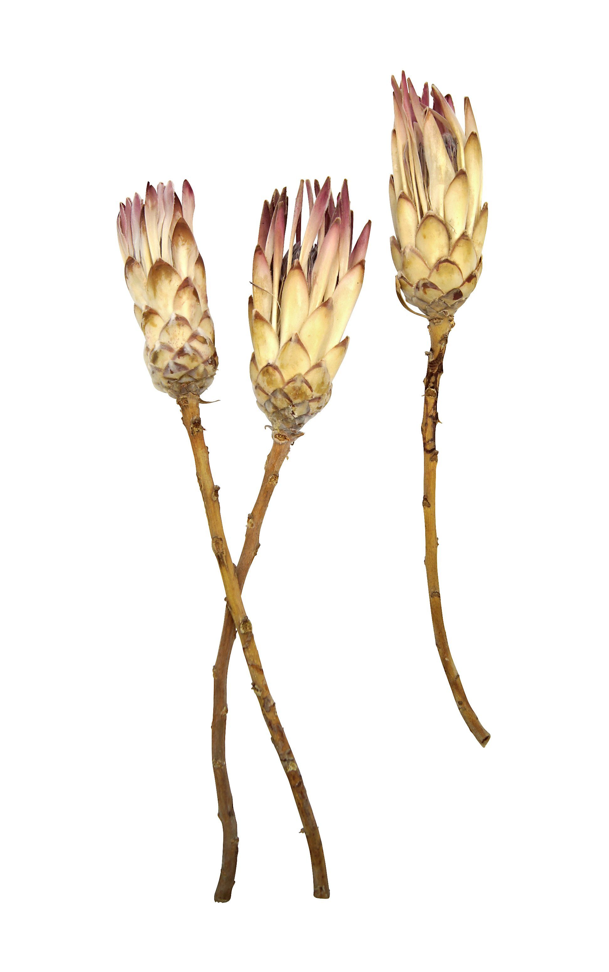 Trockenblume Traumhafte Trockenblume Protea Dream 3er günstig online kaufen