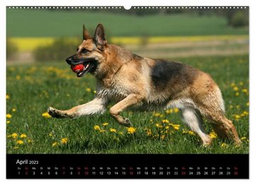 CALVENDO Wandkalender Mit dem Deutschen Schäferhund durch's Jahr (Premium, hochwertiger DIN A2 Wandkalender 2023, Kunstdruck in Hochglanz)