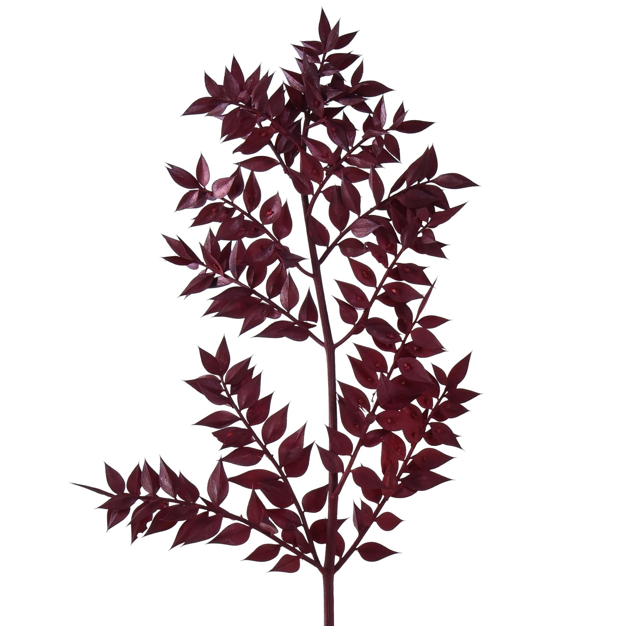 Trockenblume Ruscus Rot Deko Zweige getrocknet Dunkelrot 75-95cm 1kg