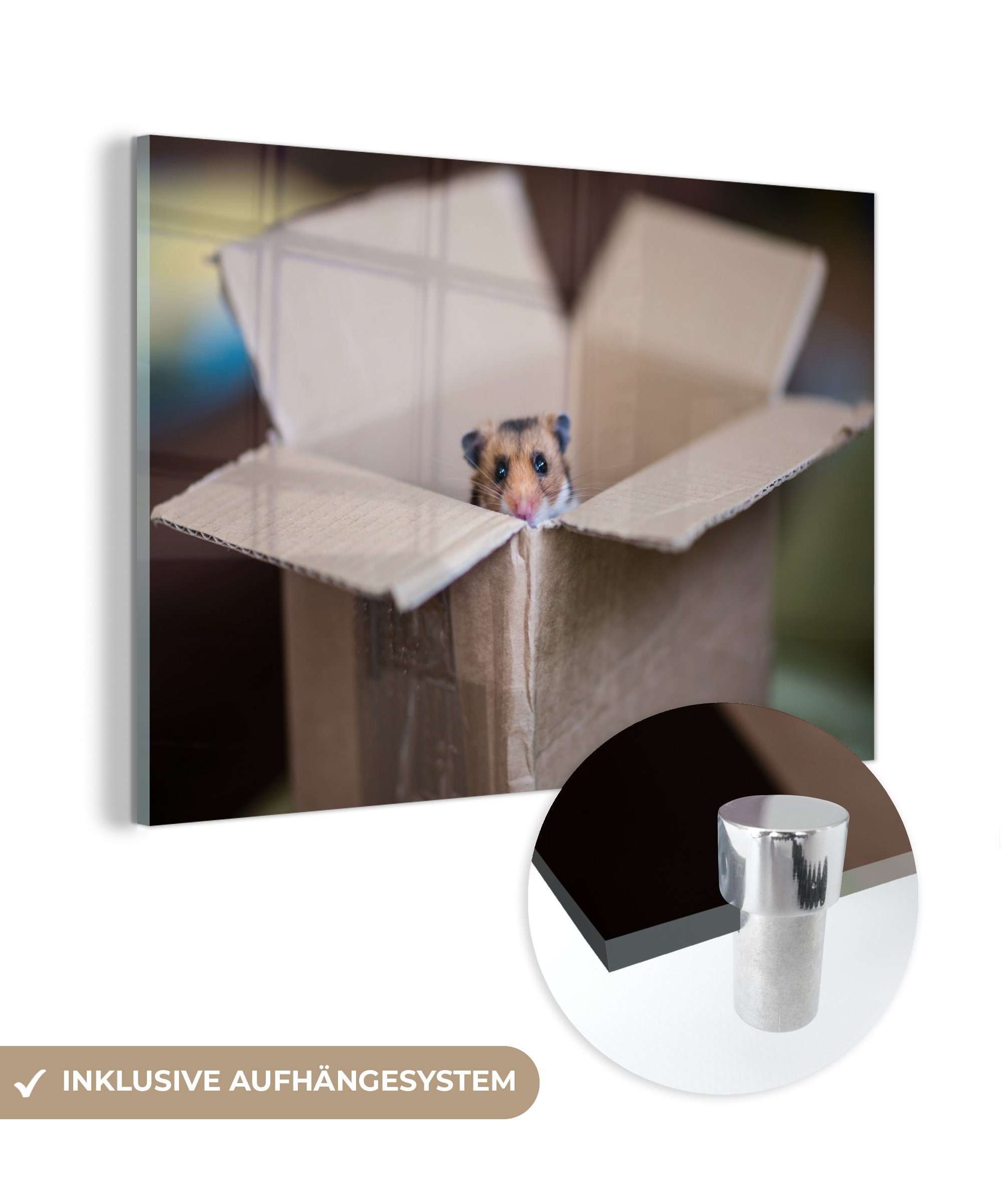 MuchoWow Acrylglasbild Hamster entsteigt einer Pappschachtel, (1 St), Acrylglasbilder Wohnzimmer & Schlafzimmer
