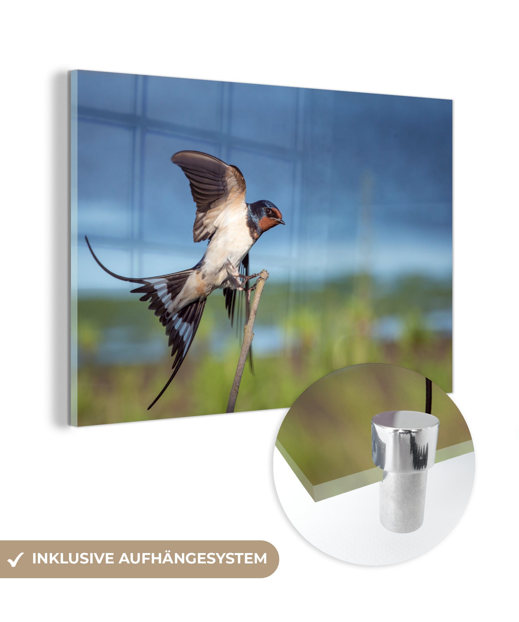 Vogel & Wohnzimmer - - Schlafzimmer MuchoWow St), (1 Fliegen, Acrylglasbilder Schwalbe Acrylglasbild