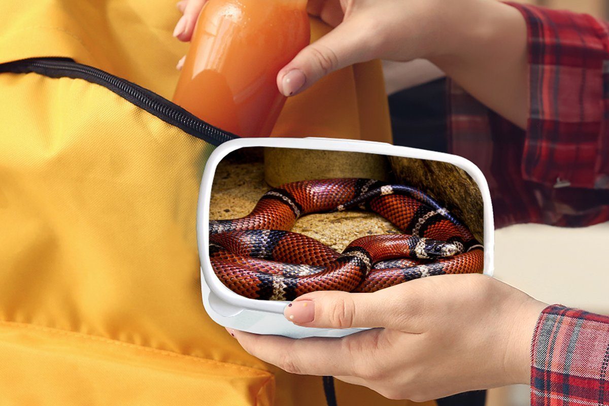 MuchoWow Lunchbox Schlange - Brotbox für Kunststoff, Mädchen Erwachsene, und und weiß (2-tlg), für - Sand Kinder Brotdose, Jungs Rot