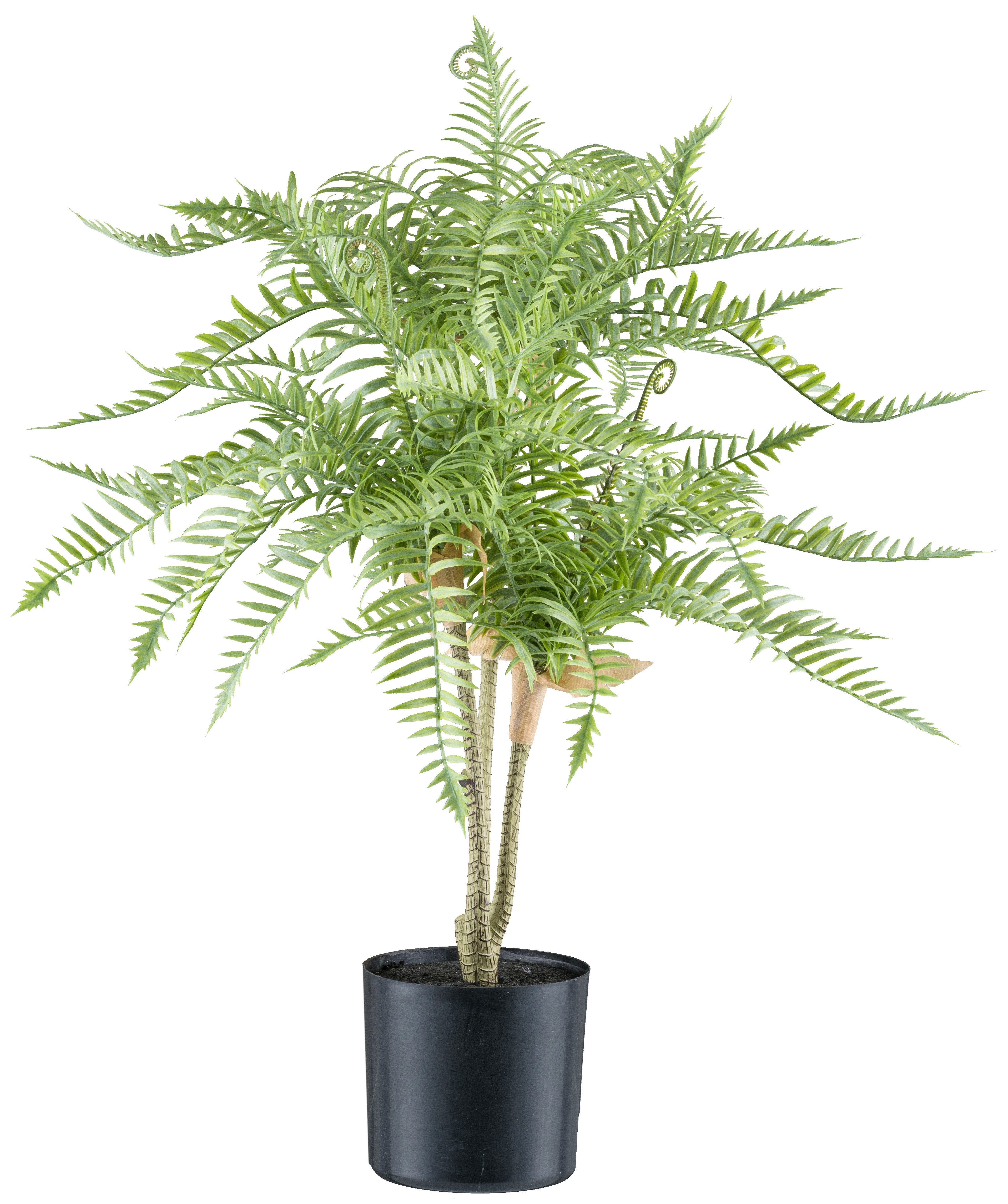 Kunstpflanze Goldrückenfarn, Creativ green, Höhe 50 cm, mit zahlreichen Farnwedeln