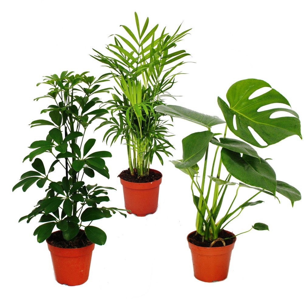 Exotenherz Zimmerpflanze Grünes Trio Set mit 3 Grünpflanzen Chamaedorea Monstera -Schefflera