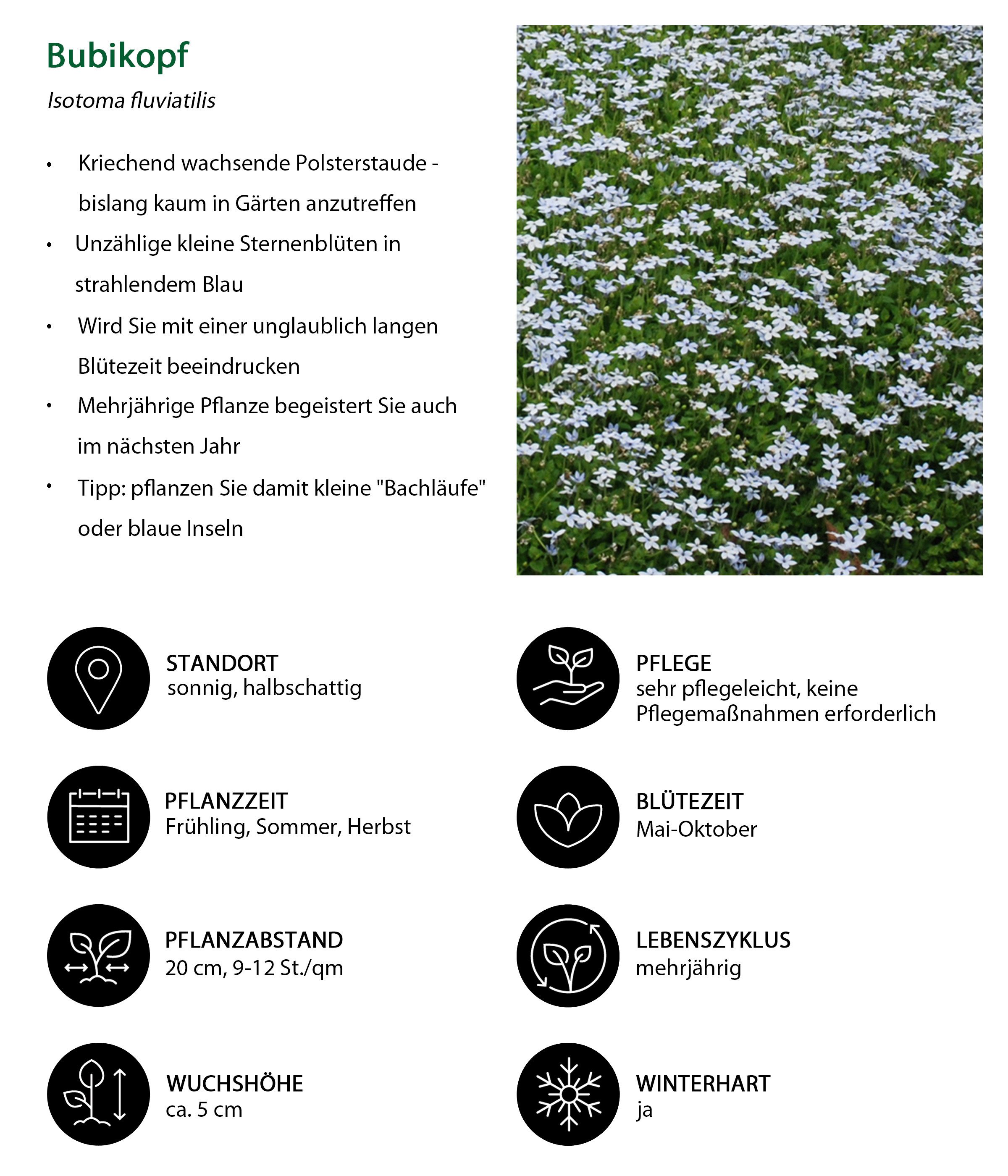 Dehner Staude Bio Stauden-Set Blaues Meer, 12x Bubikopf je 2-5 cm, Ø Topf je 9 cm, mehrjährige, insektenfreundliche Stauden für Sonne bis Halbschatten