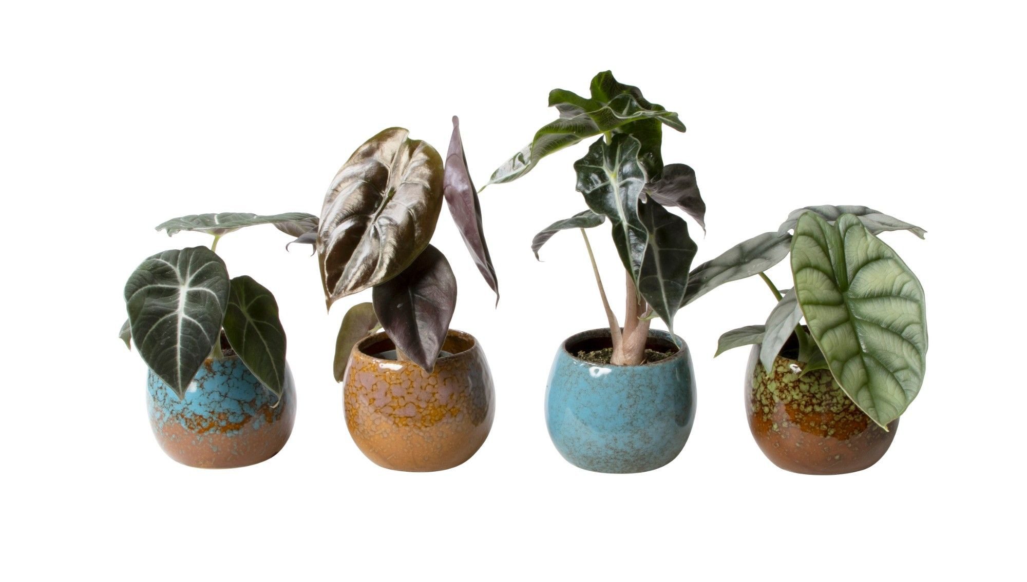 meinvipshop Zimmerpflanze Pflanzenset Alocasia gemischt 4er Set mit Übertop günstig online kaufen