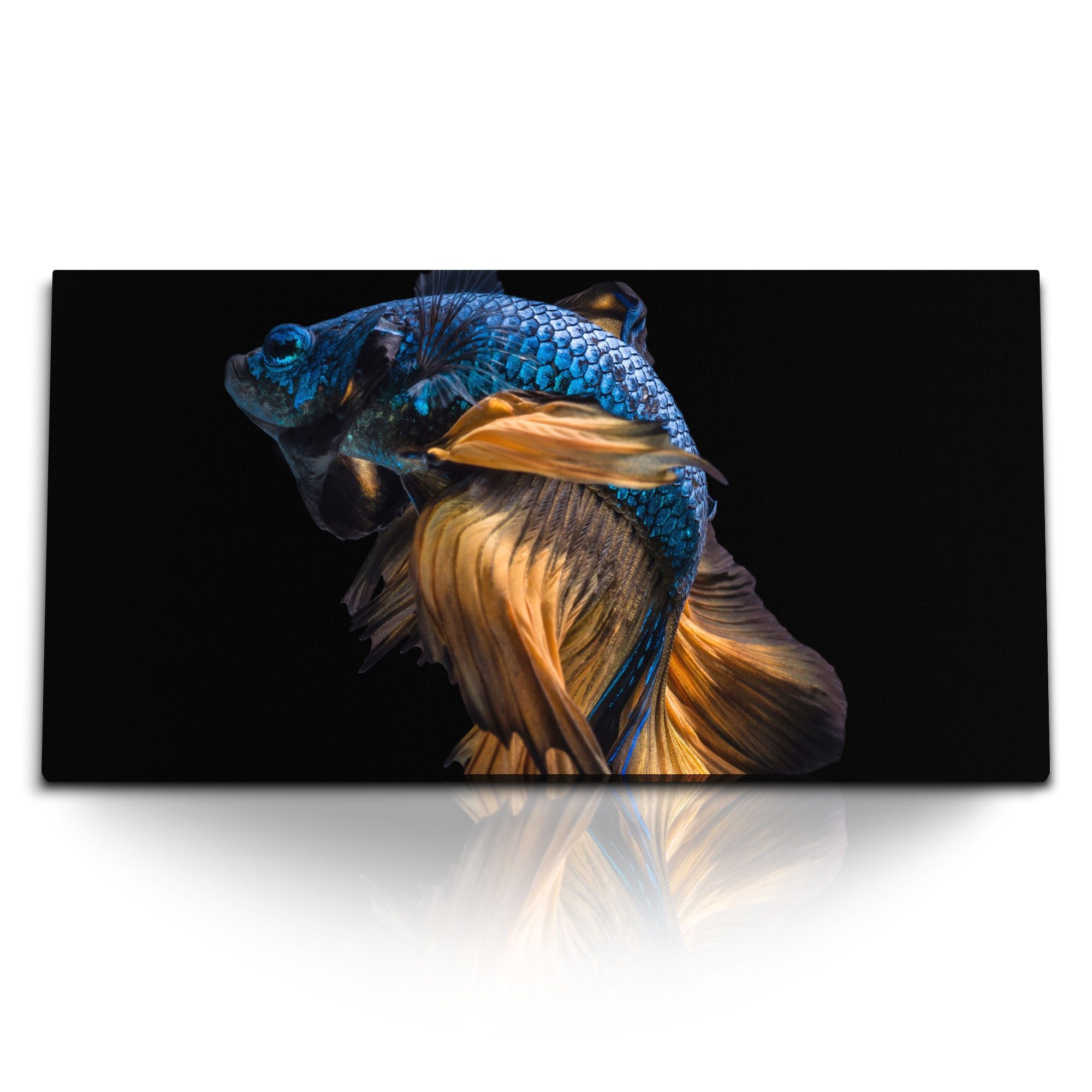 Leinwandbild Kunstdruck Bilder 120x60cm Kampffisch Aquarienfisch Tierfotografie sch
