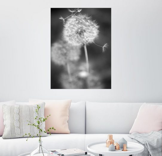 Posterlounge Wandbild, Pusteblume Schwarz/Weiß | OTTO